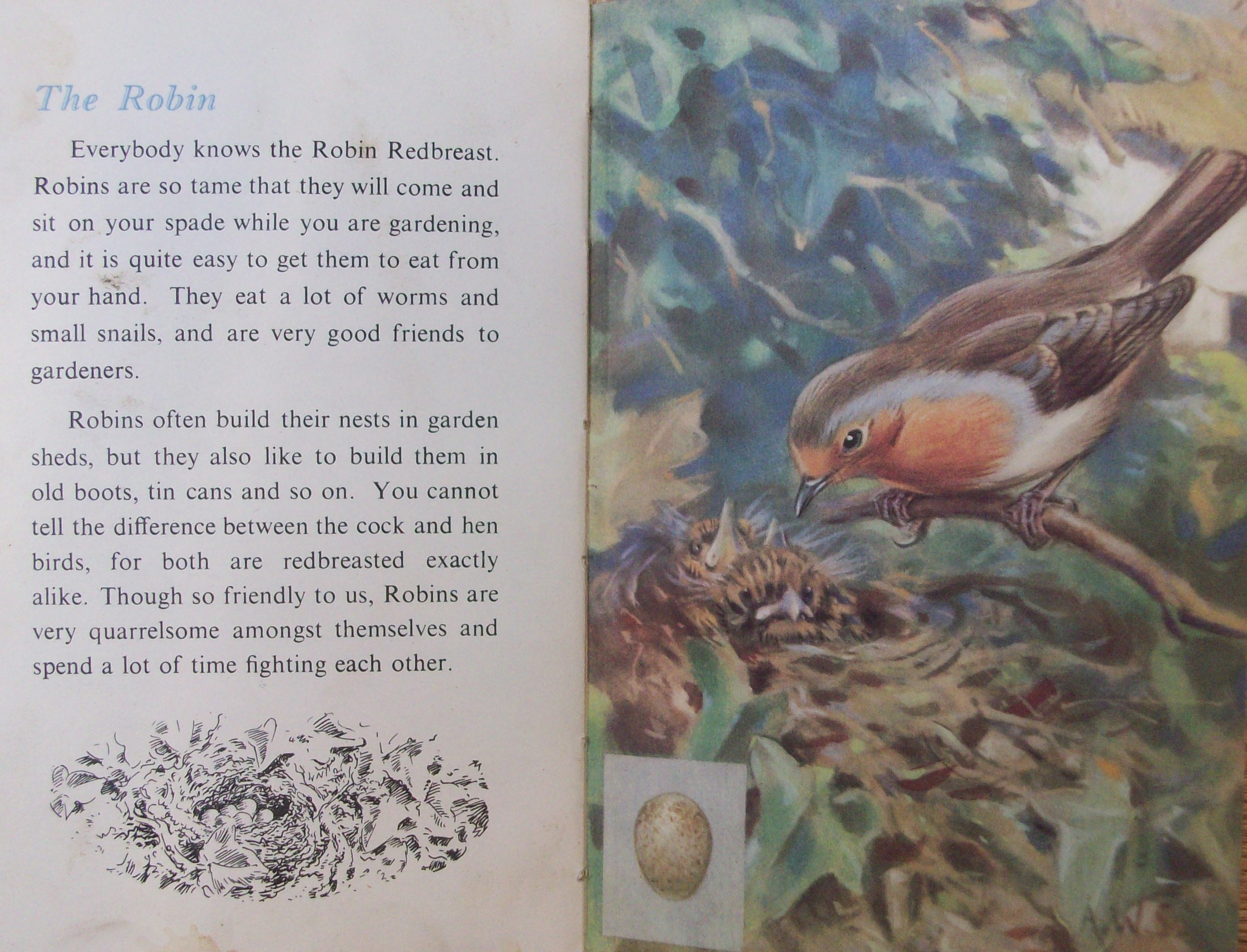 Ladybird_book_of_birds_Robin_page