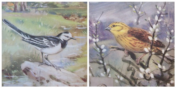 Ladybird_book_of_birds_mosaic