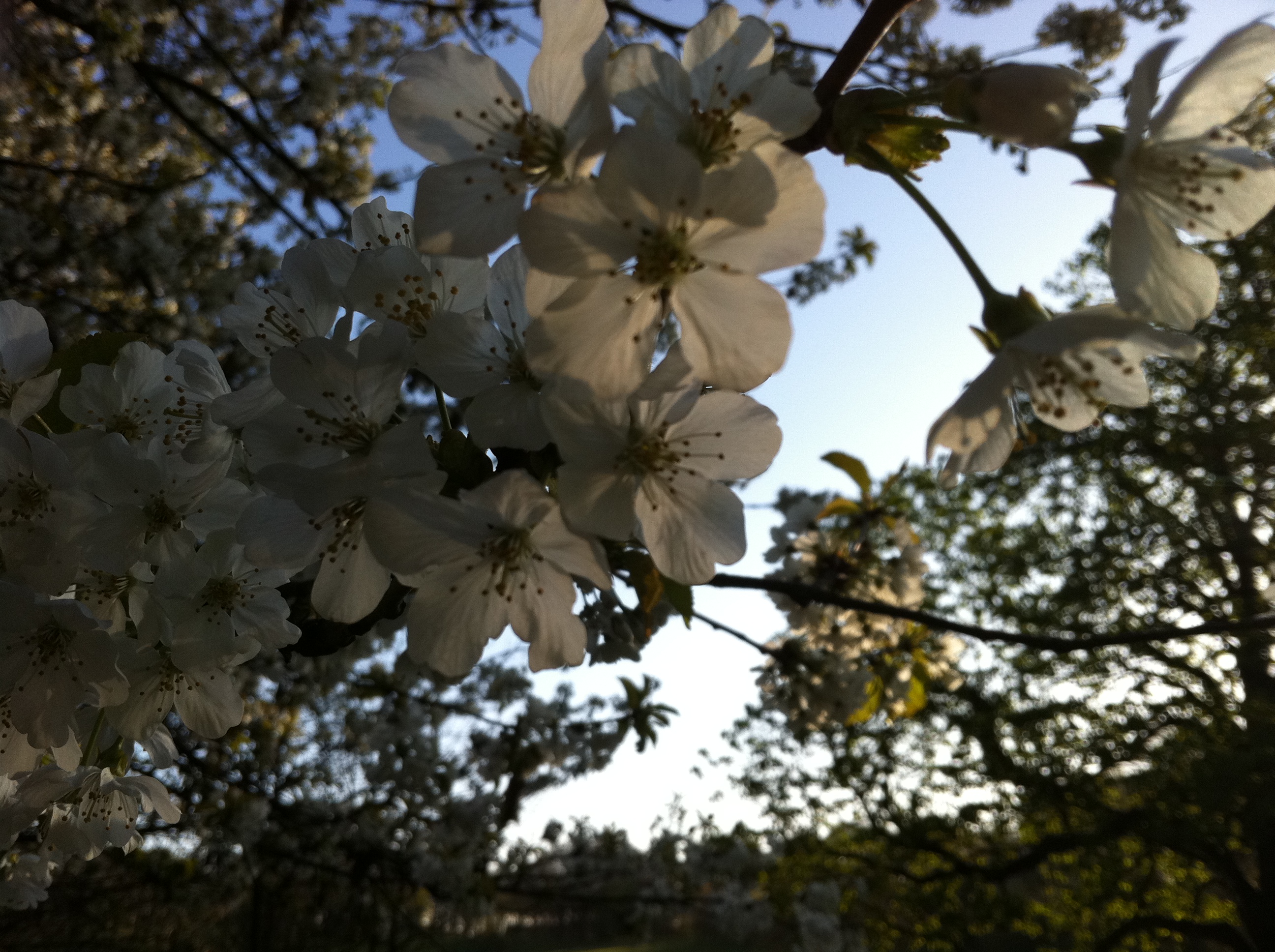 white_blossom_closeup_IMG_1422 white_blossom_closeup