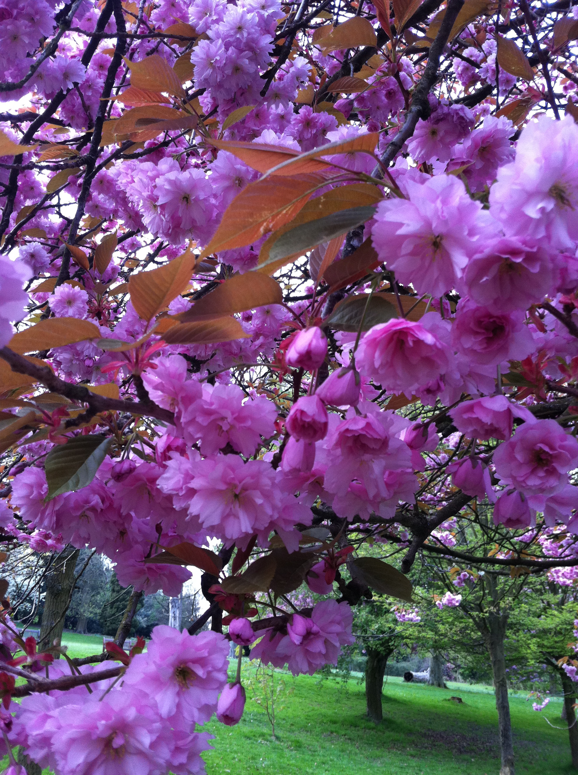 pink_blossom_closeup_IMG_1525 pink_blossom_closeup