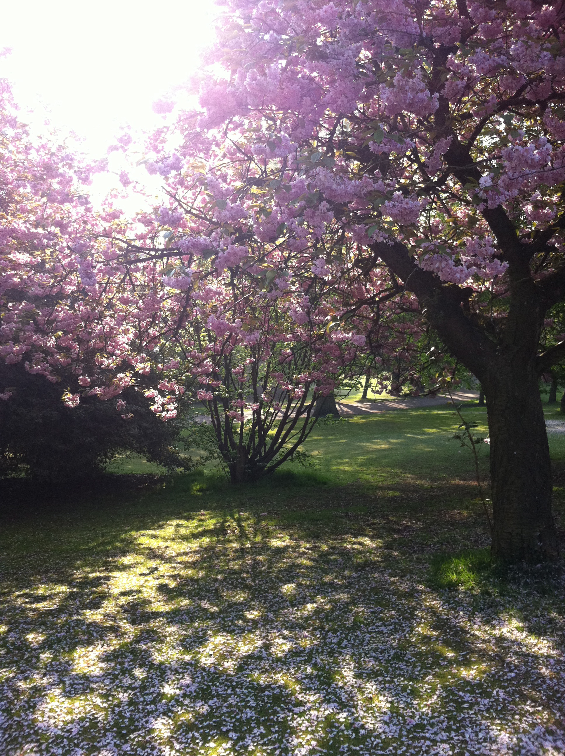 sunlight_through_blossom_tree_IMG_1540 sunlight_through_blossom_tree