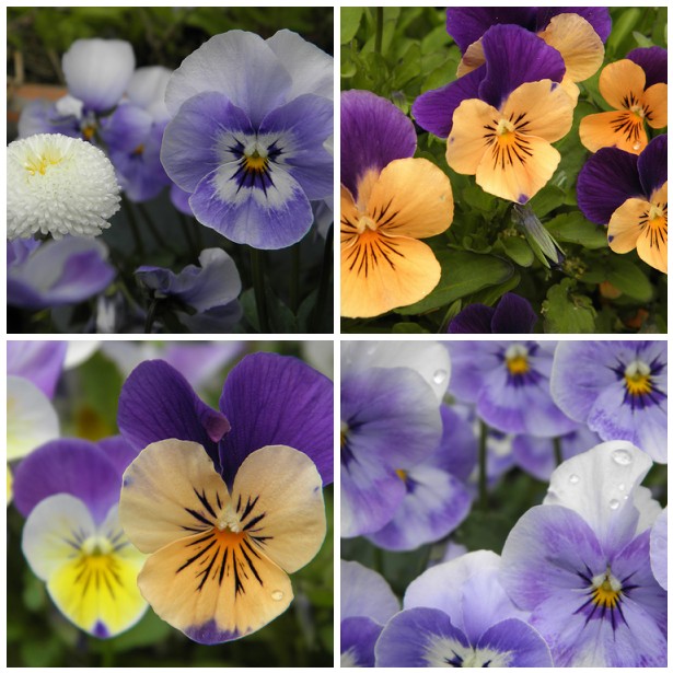 purple_pansy_mosaic