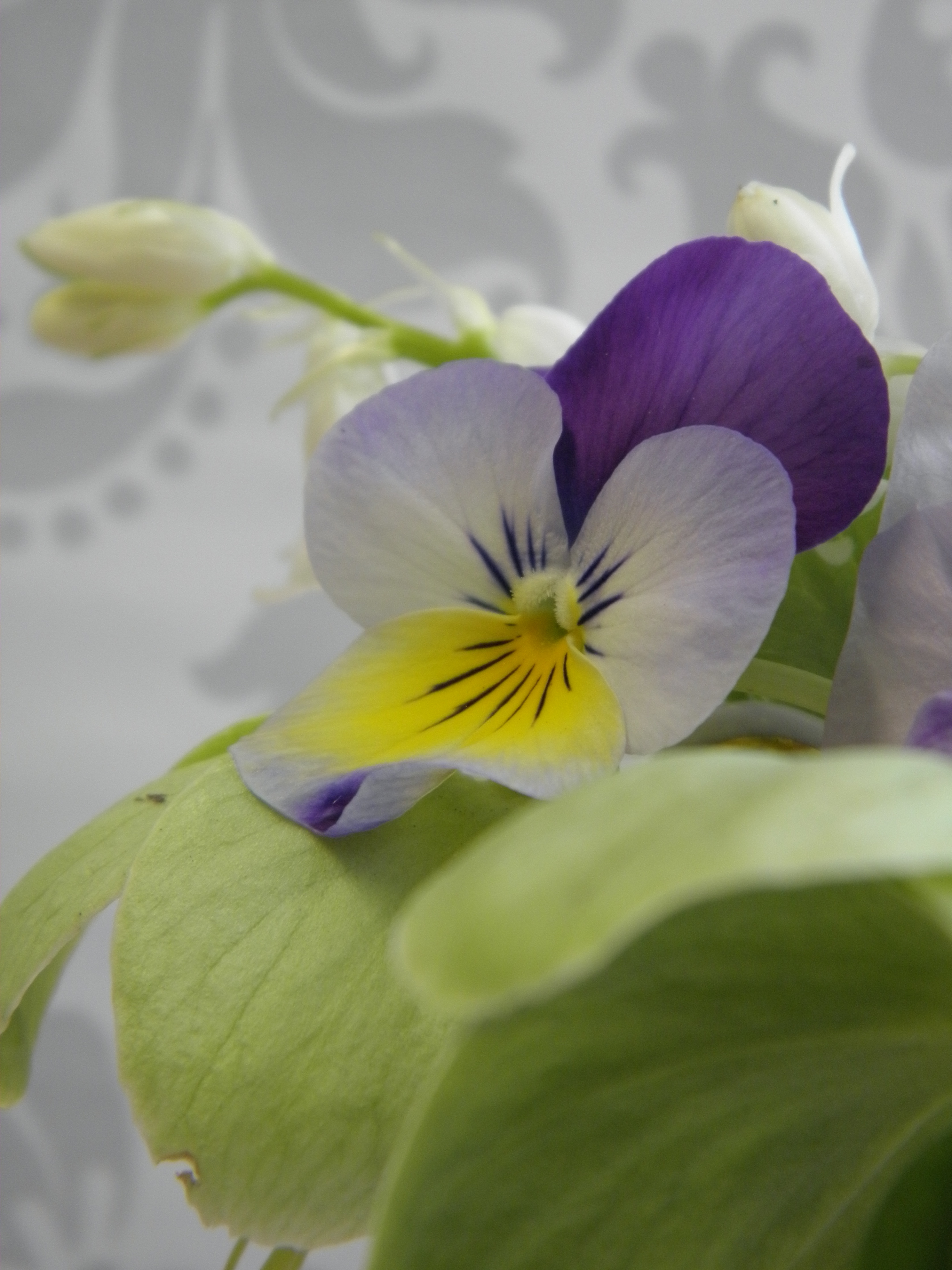 purple_pansie_P4190004