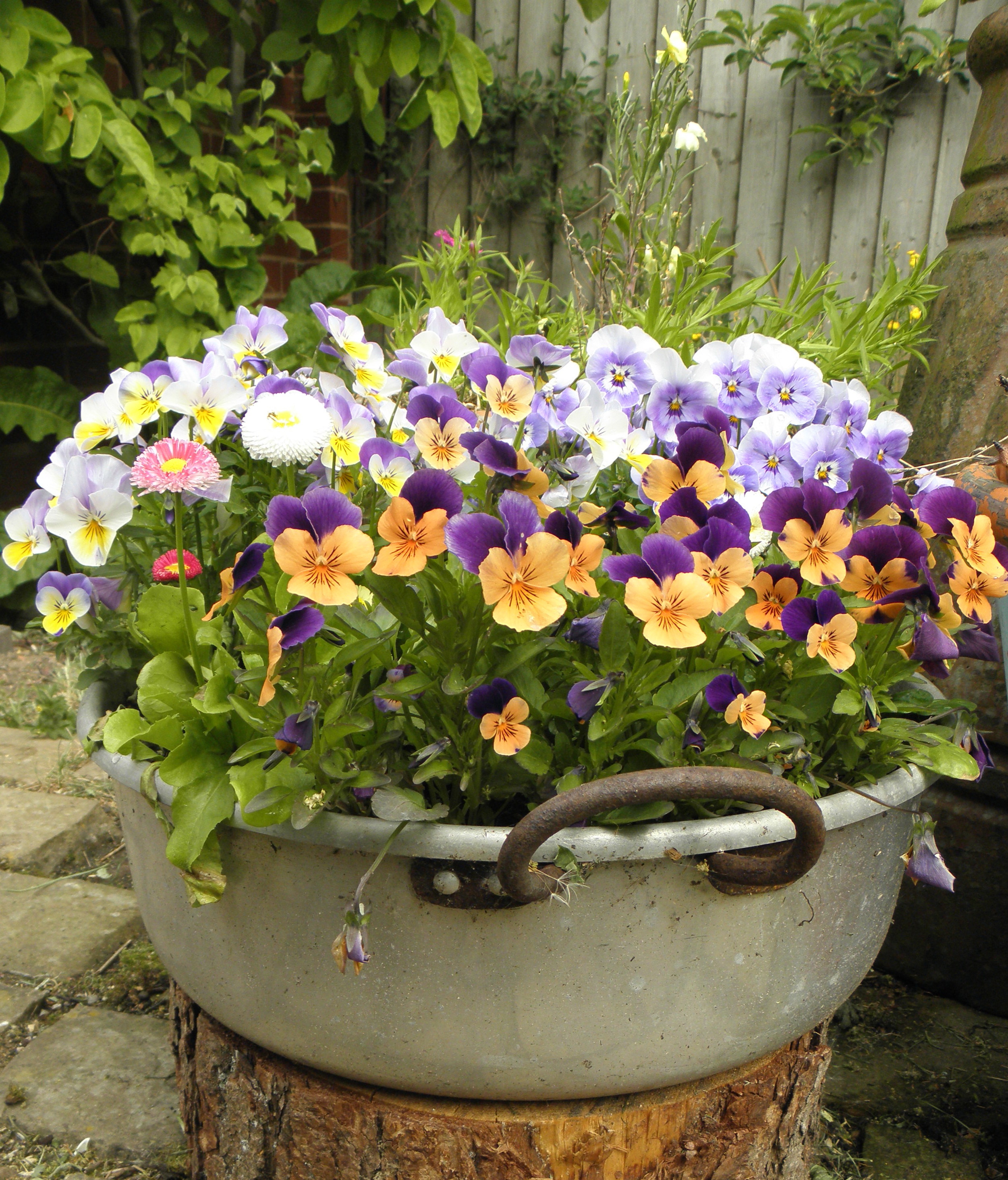 pansies_jam_pan