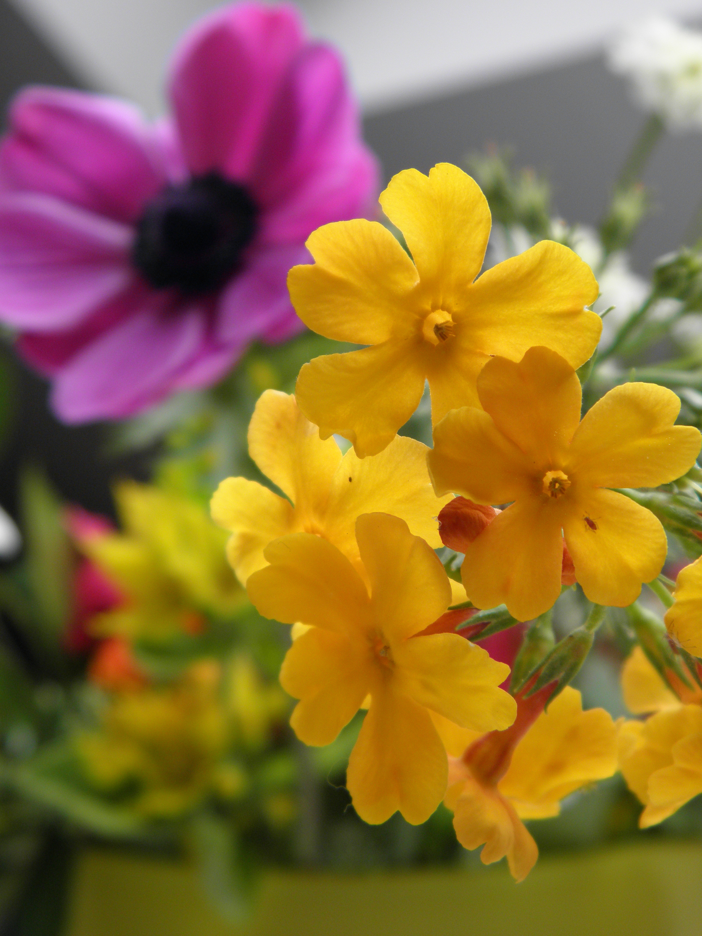 candleabra_primula_P6160015