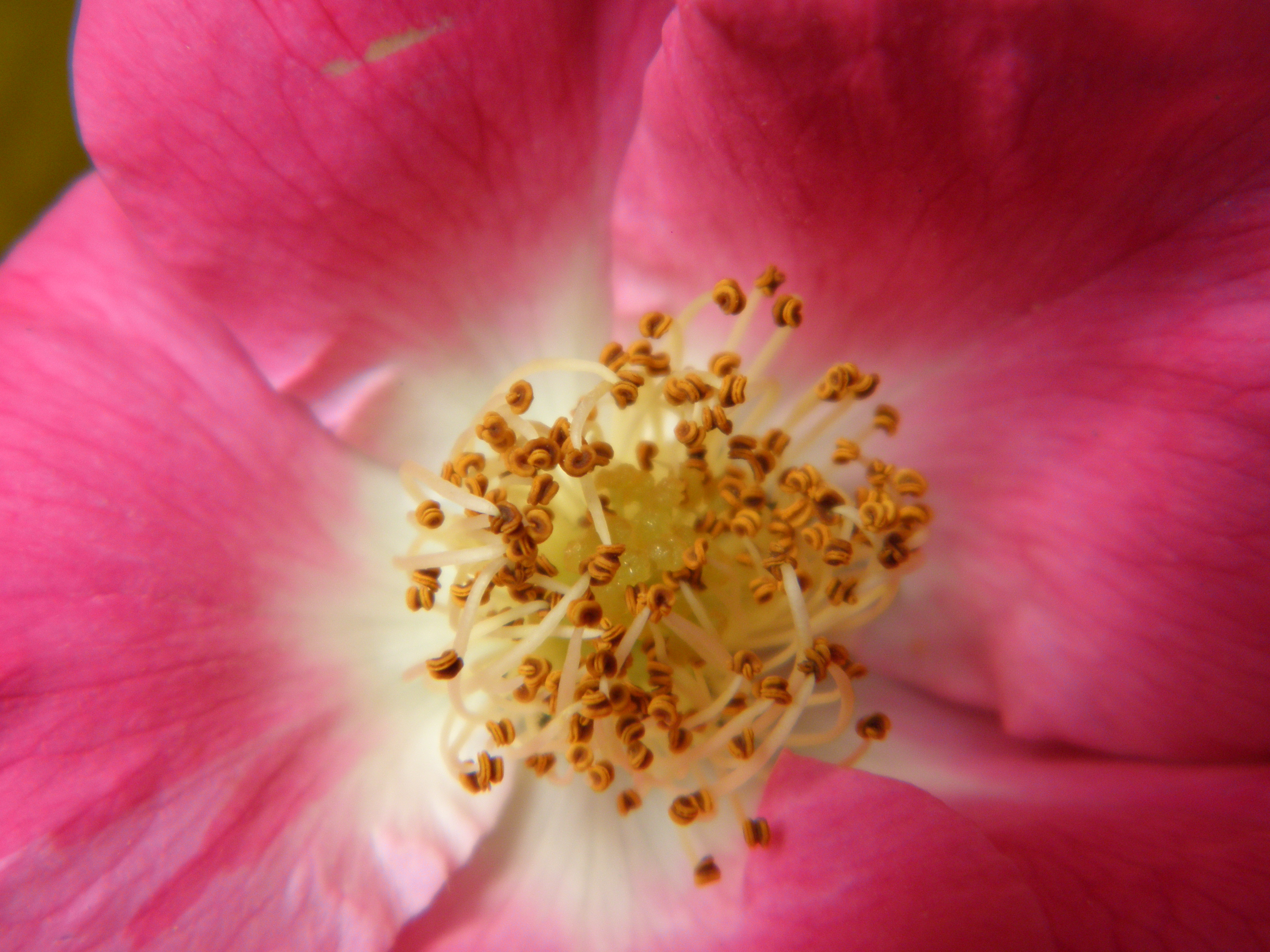 dog_rose_OLYMPUS DIGITAL CAMERA