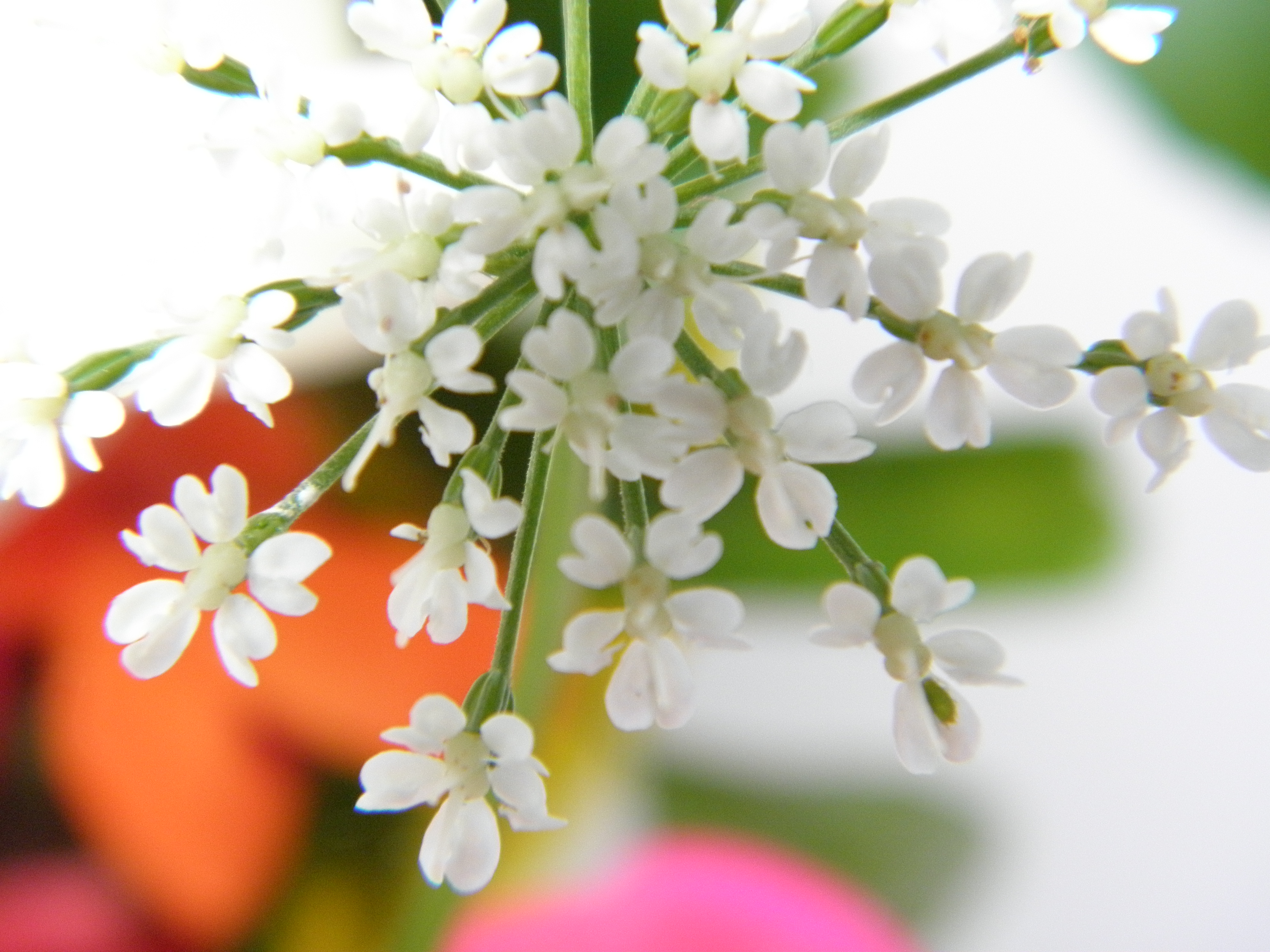 queen_annes_lace_OLYMPUS DIGITAL CAMERA