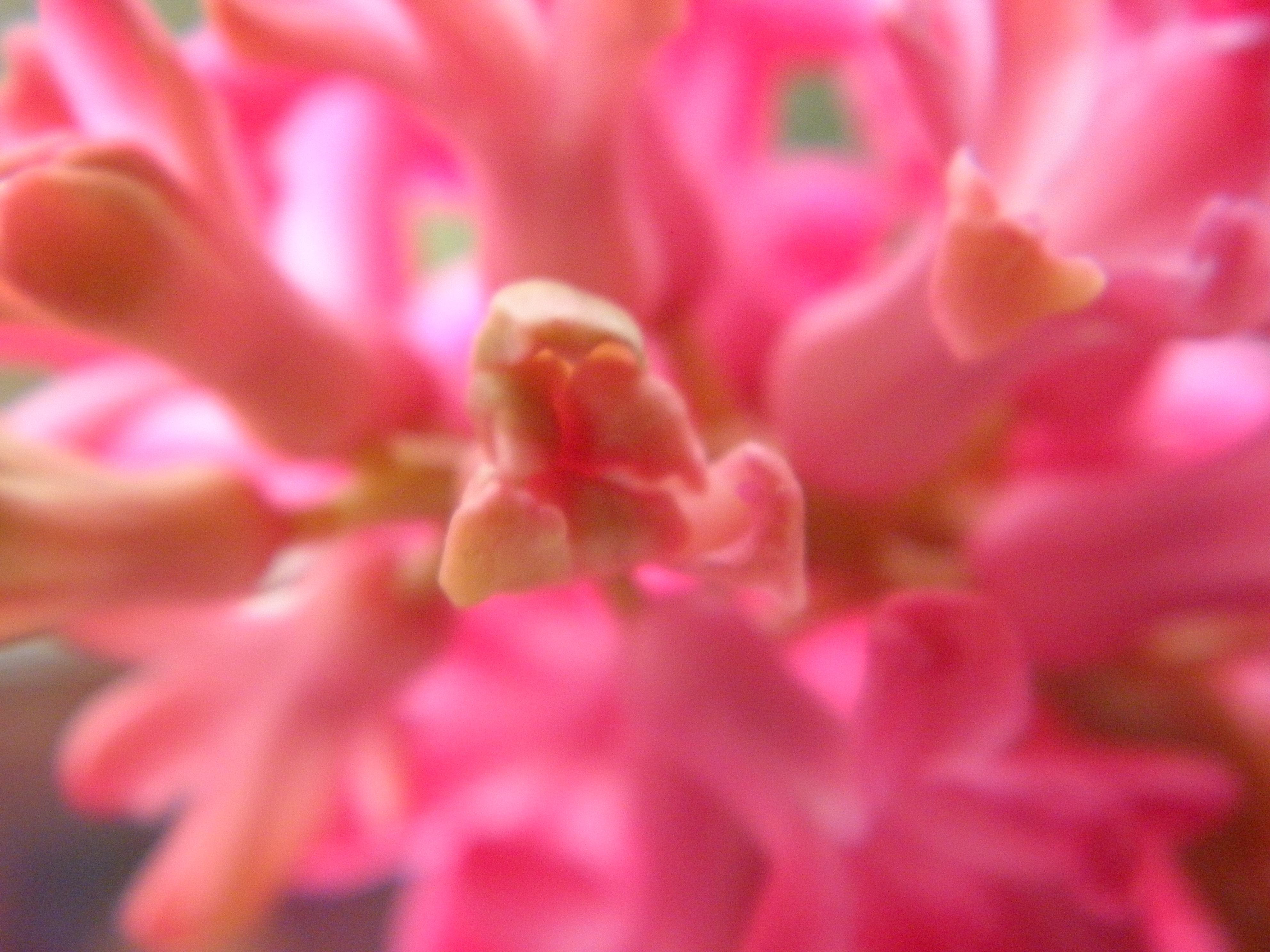 pink_hyacinth2