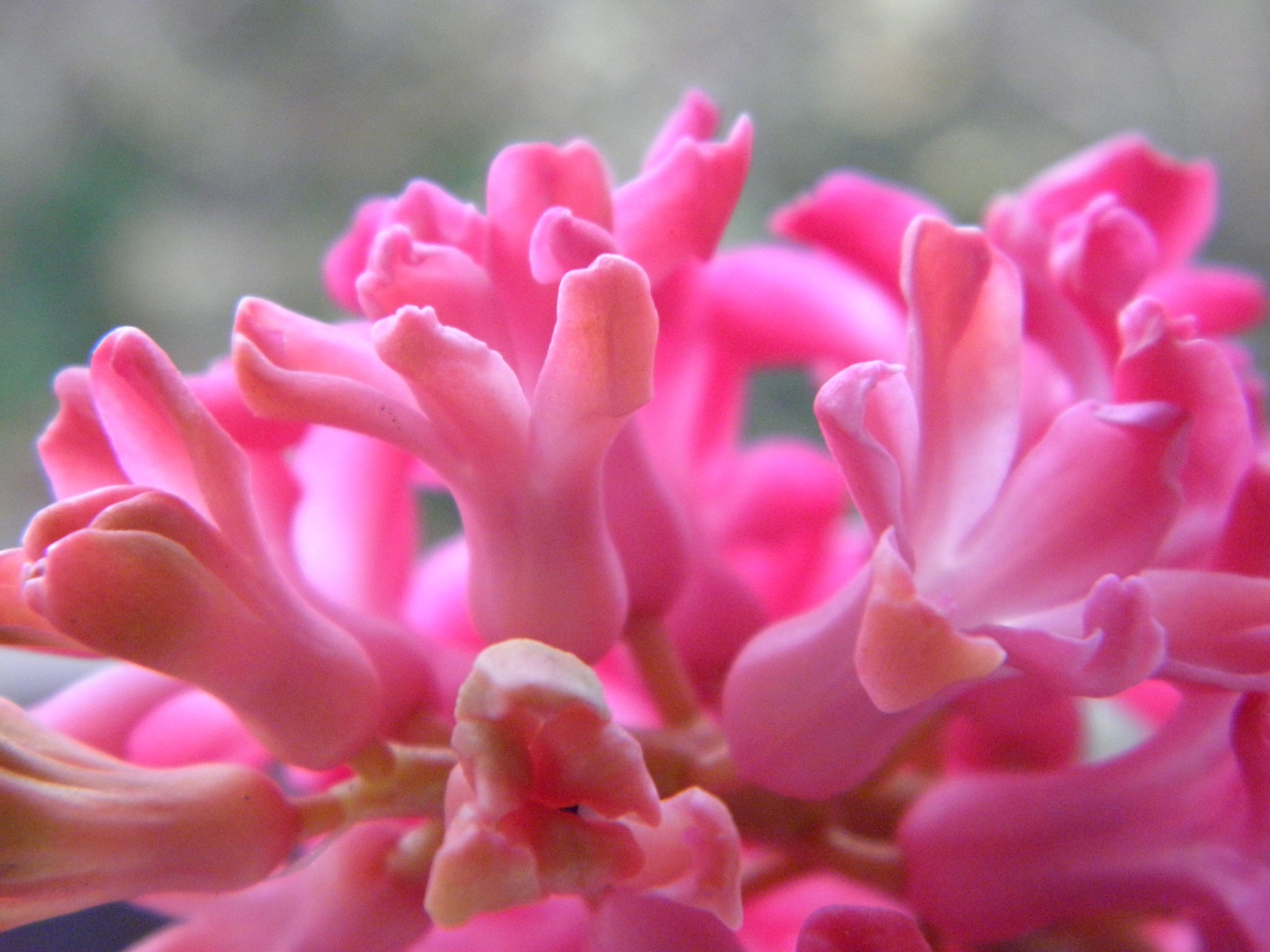 pink_hyacinth3