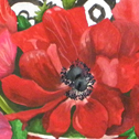 Close up detail of Anemones