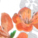 Close up detail of Blossom