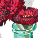 Close up detail of Bellis