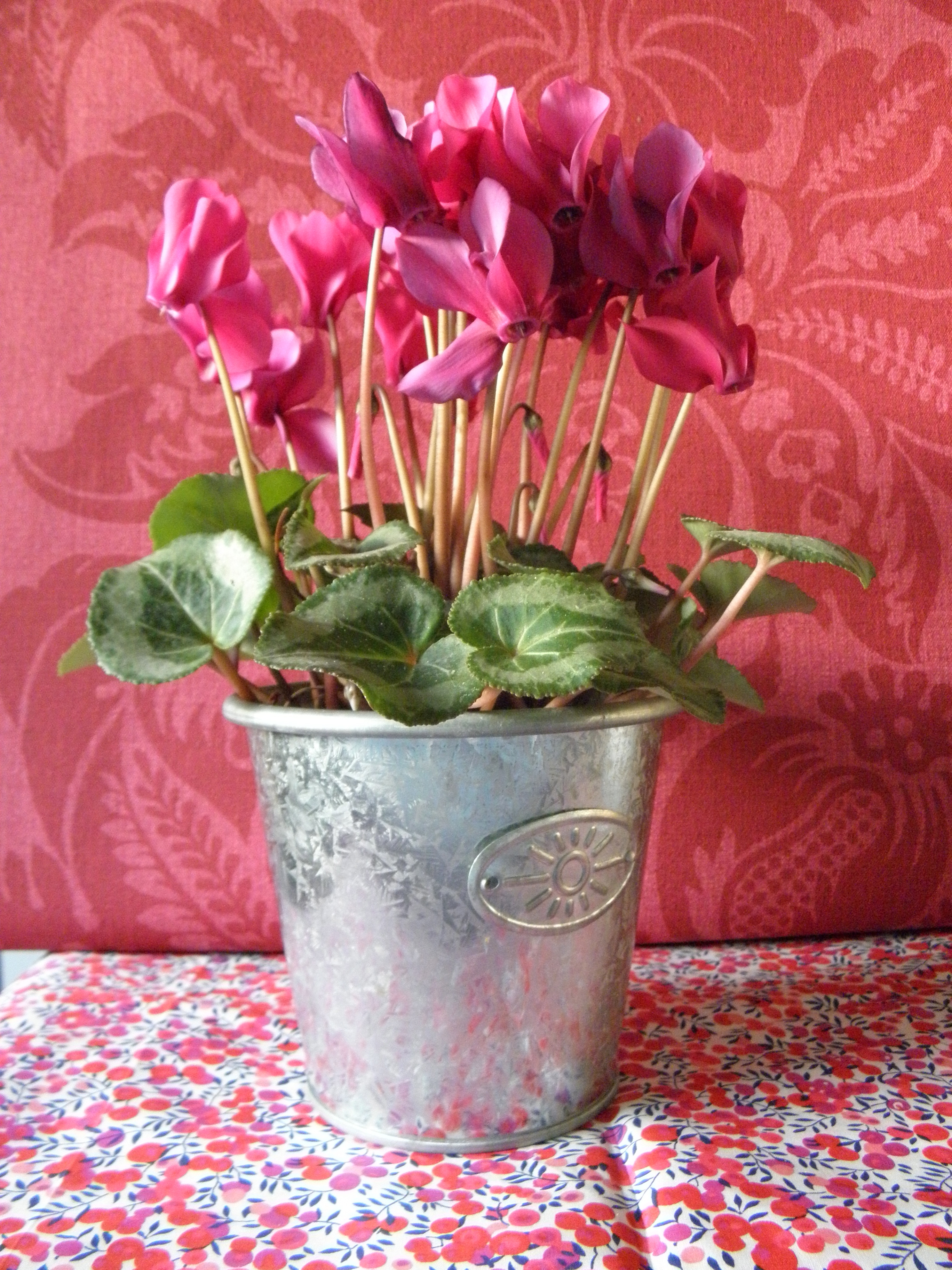 cyclamen set up