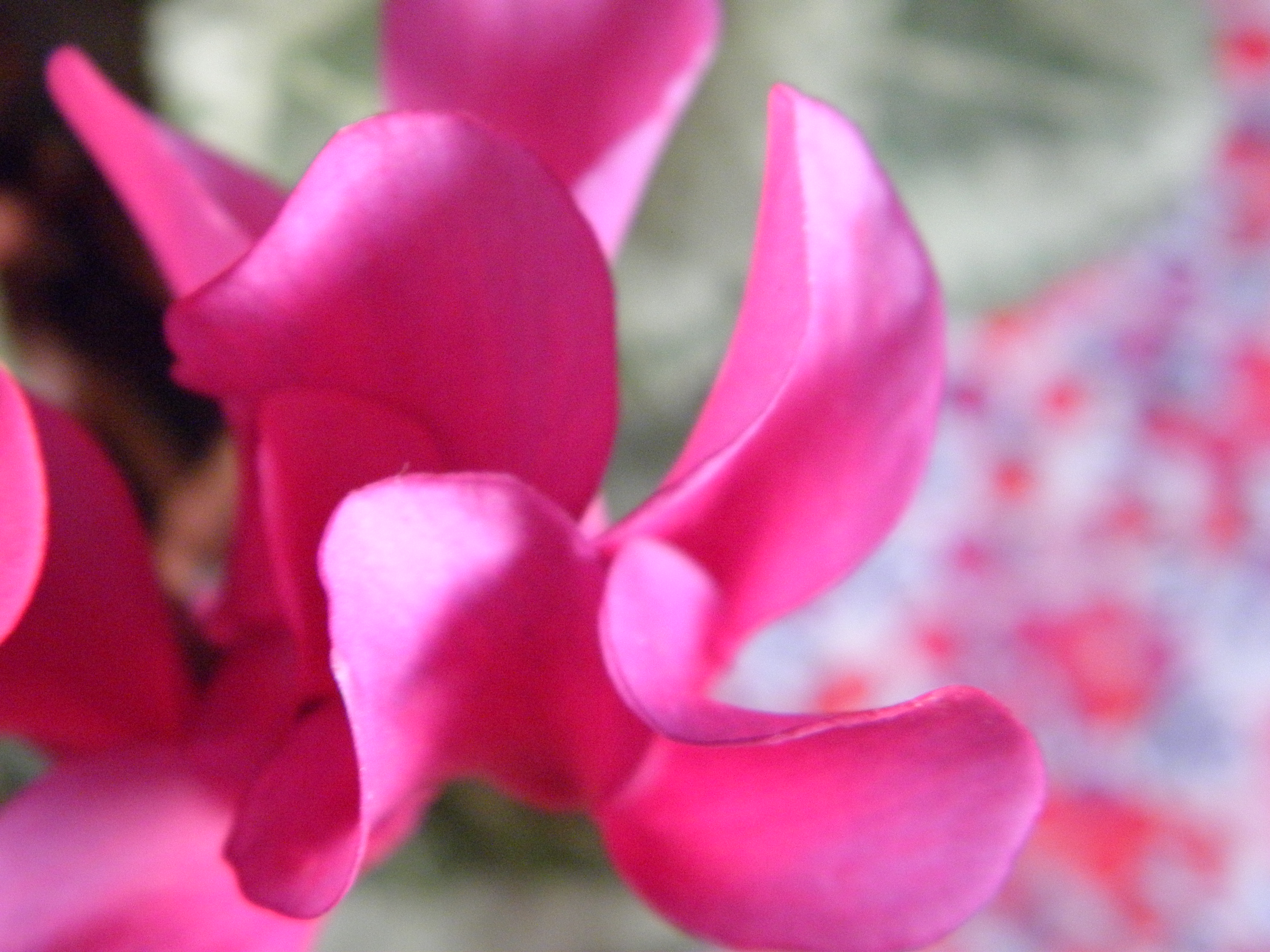 cyclamen close up