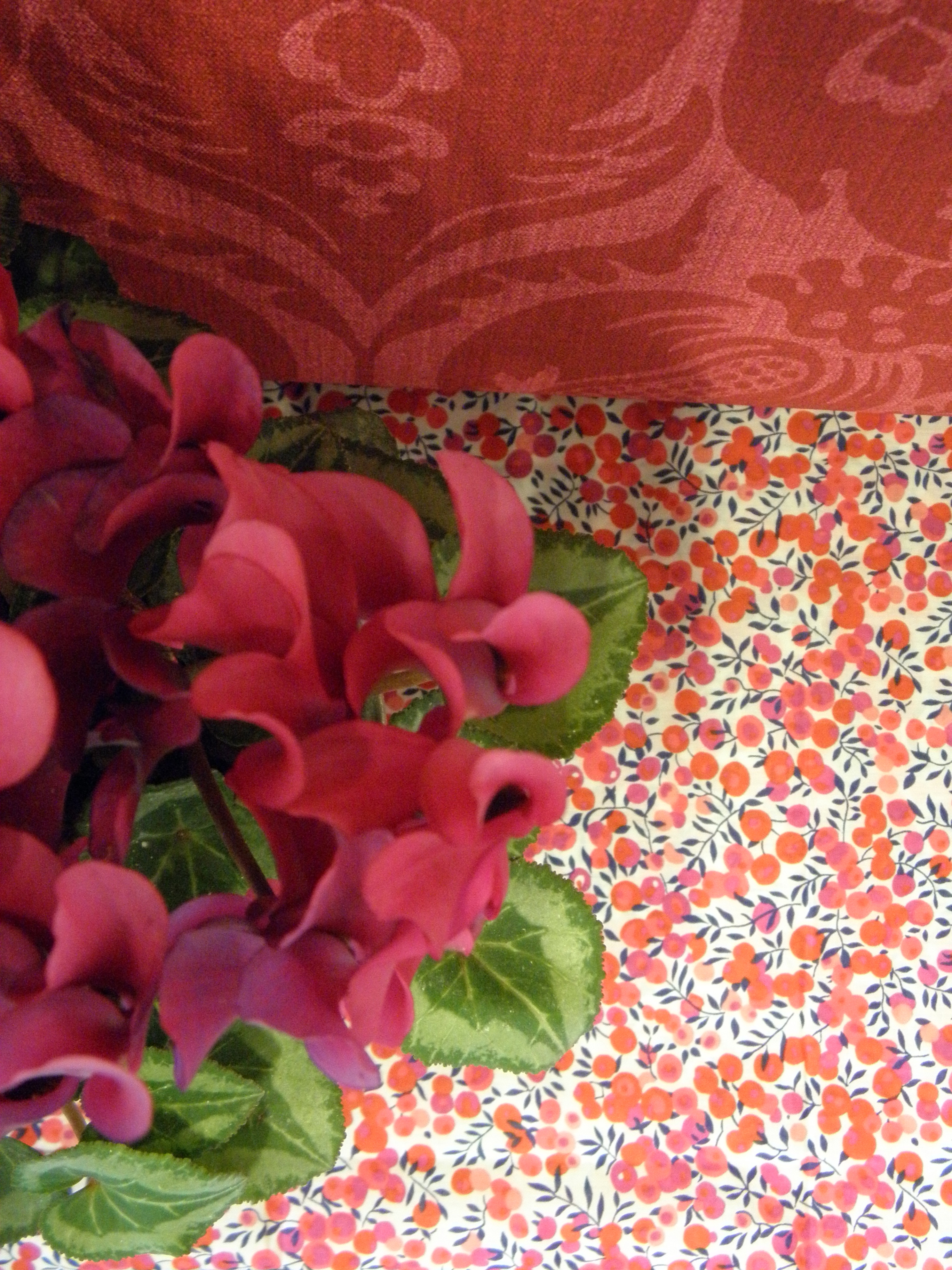 cyclamen