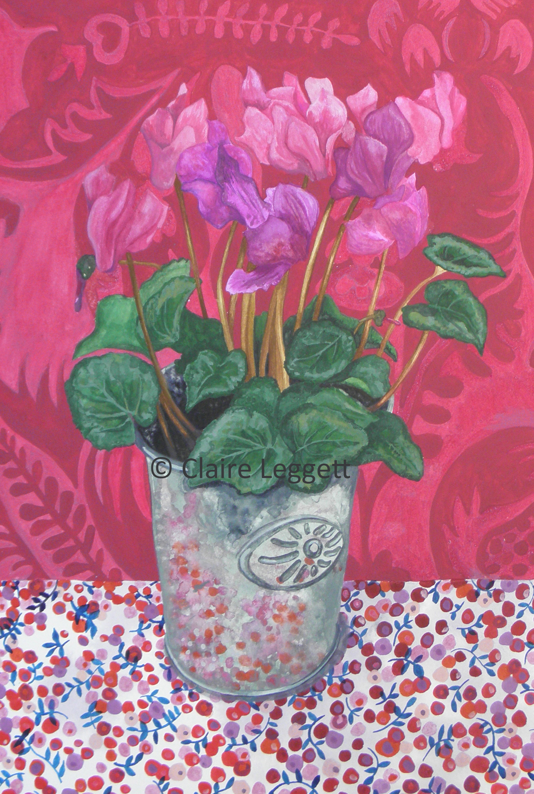 © Claire Leggett  Christmas Cyclamen