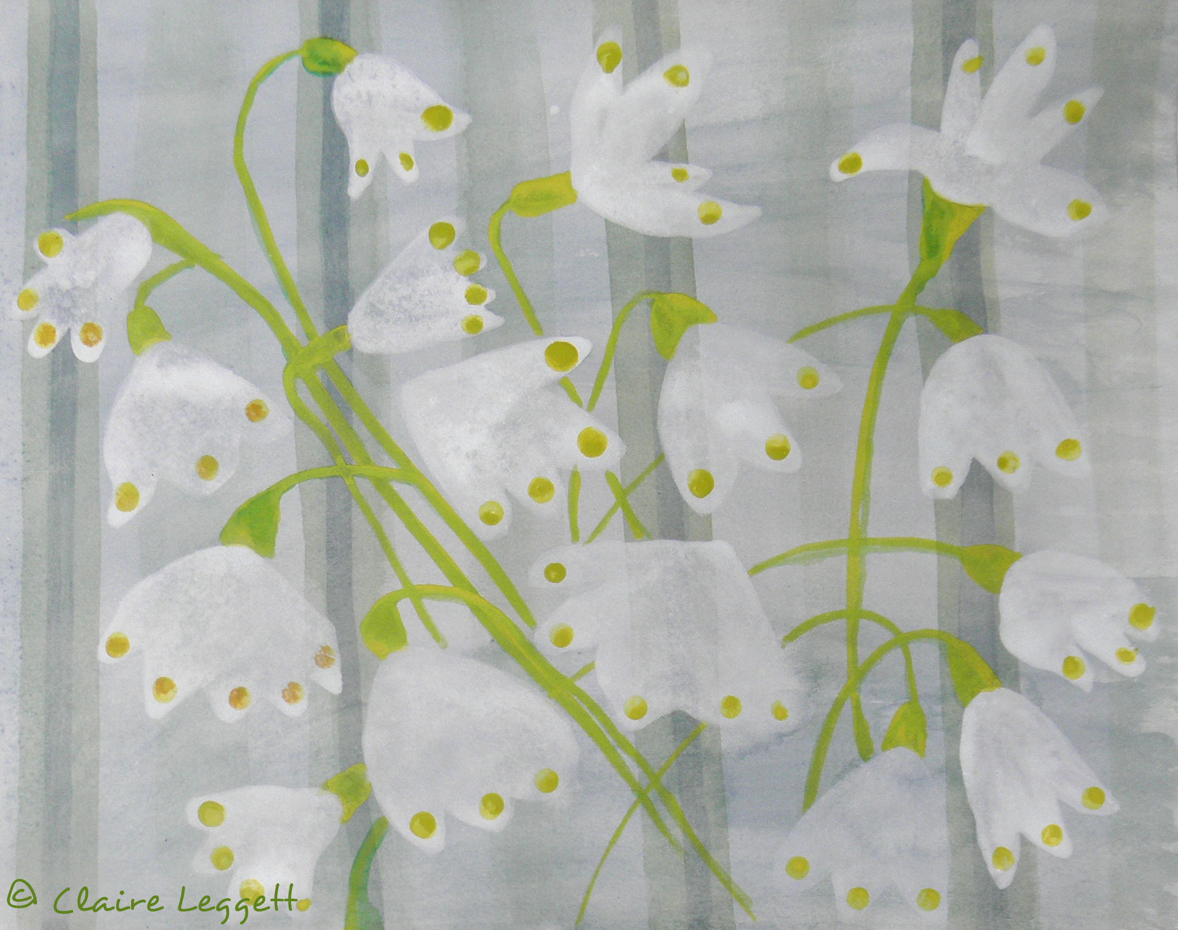 snowdrops