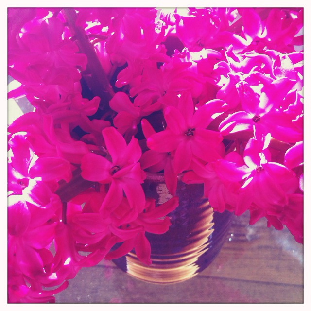 claire_leggett_hyacinths 1