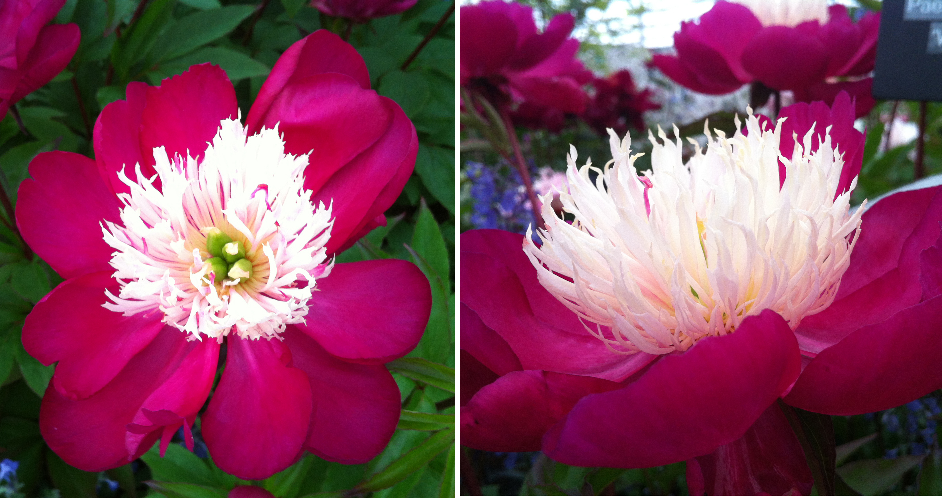 flower fest 3