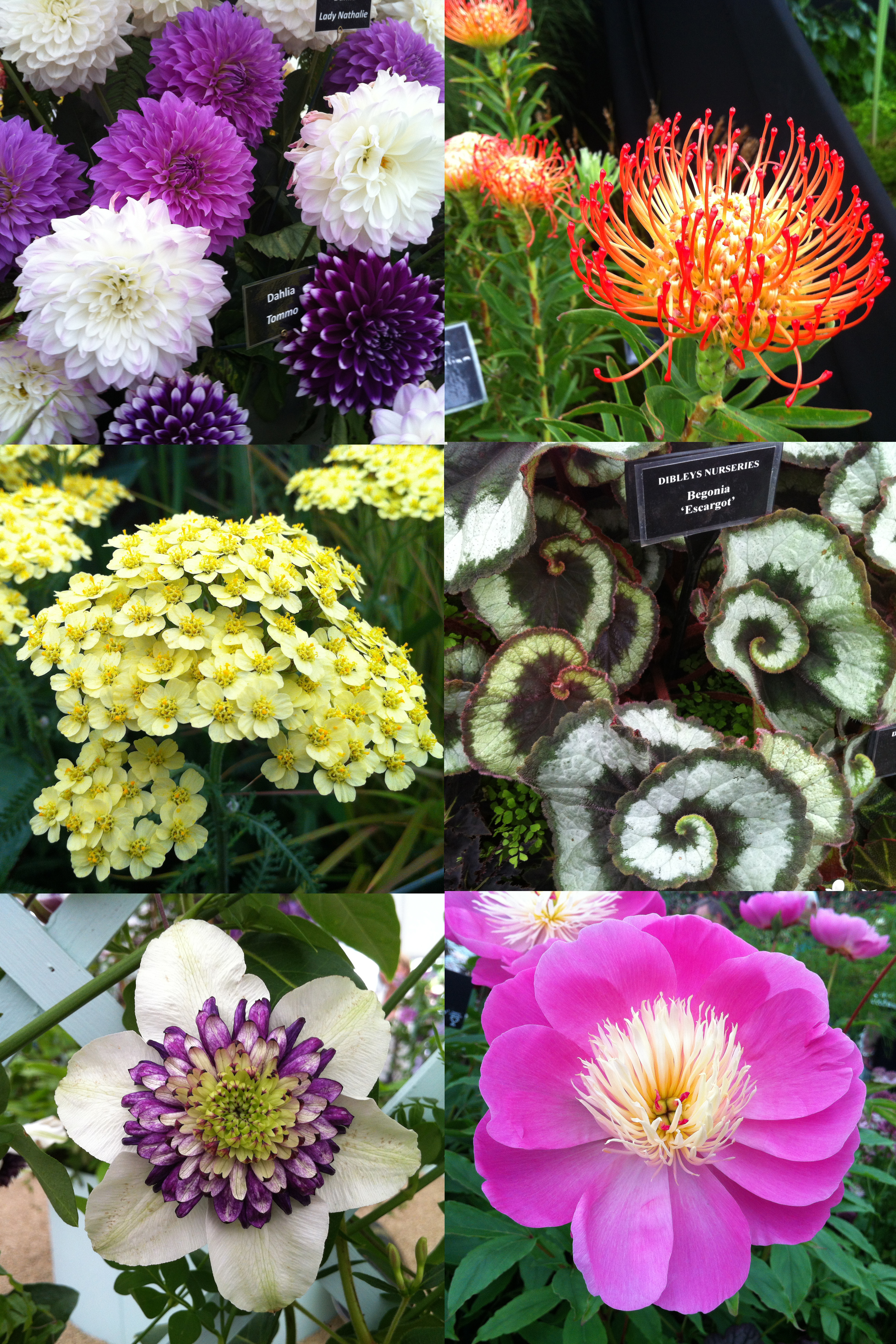 flower fest mosaic