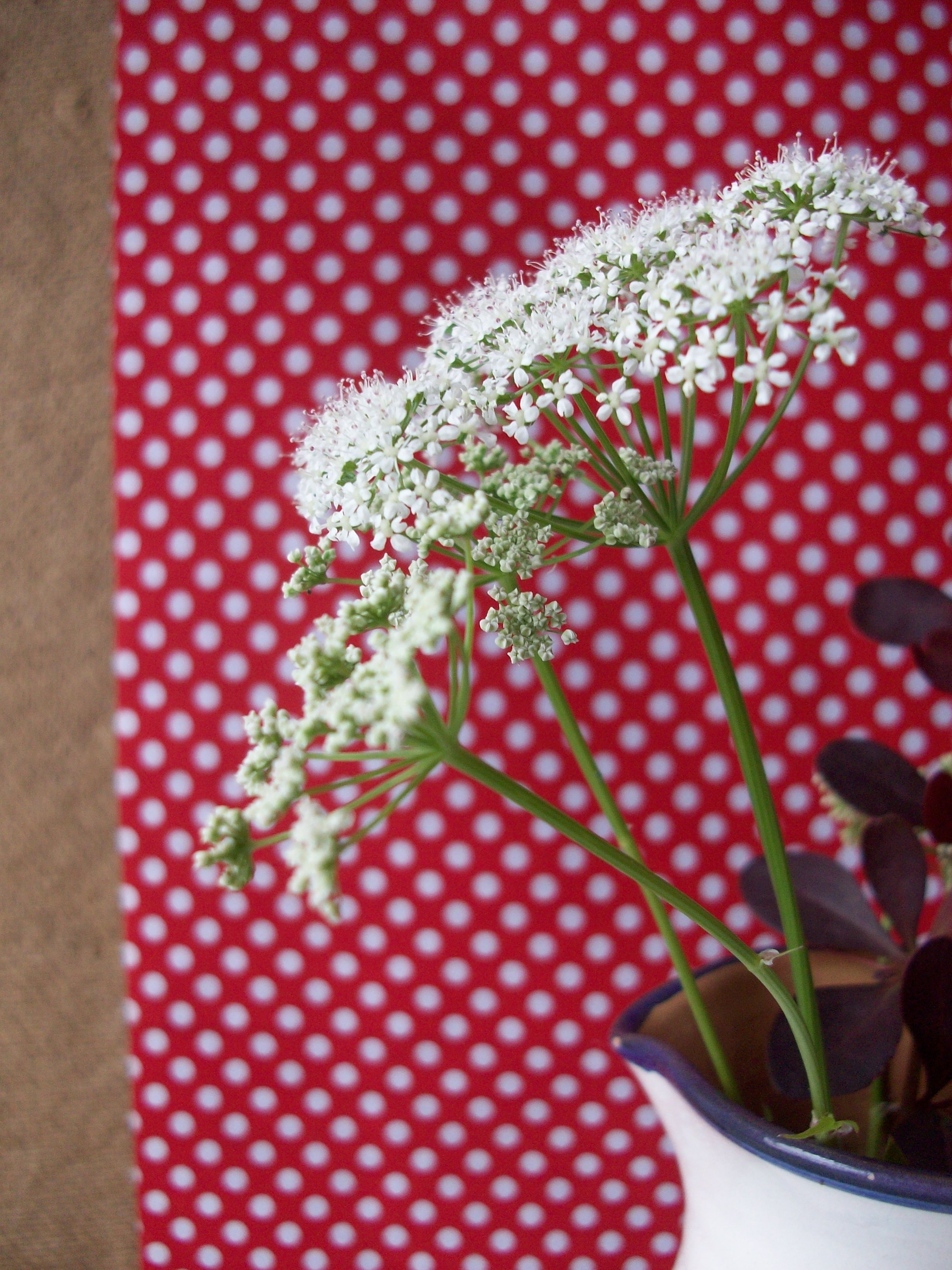 cowparsley closeup - photo