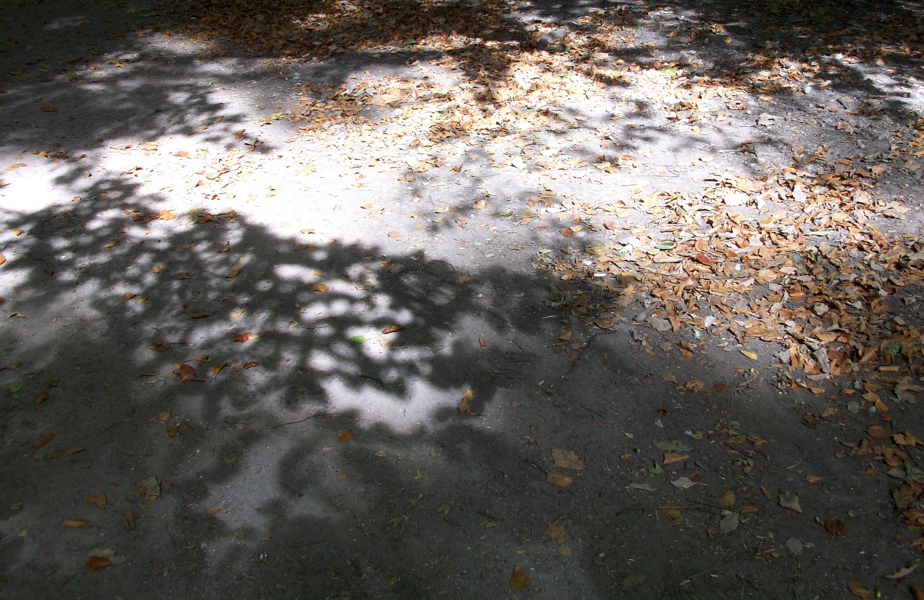 Warley Woods shadows