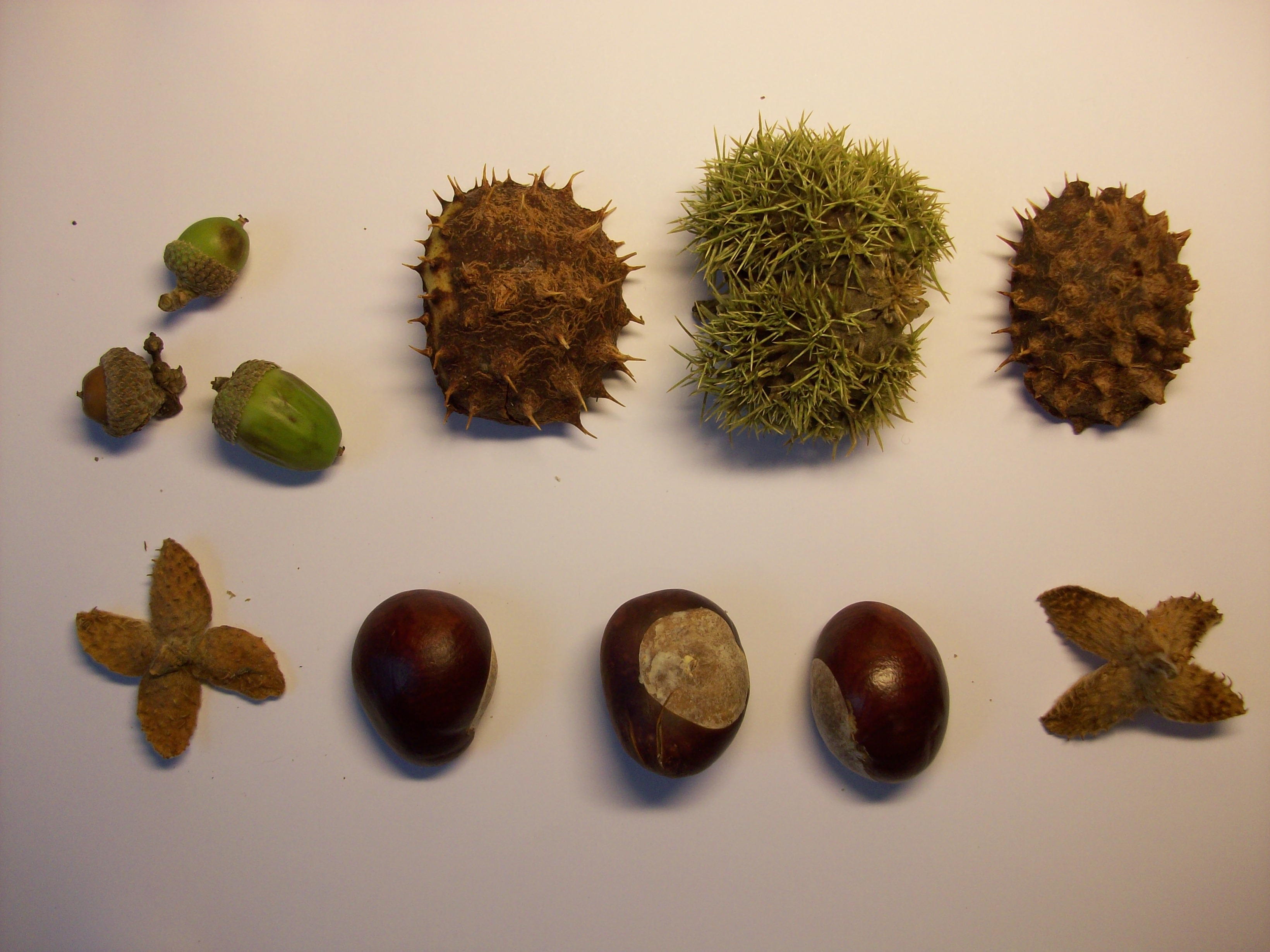 Conkers and acorns