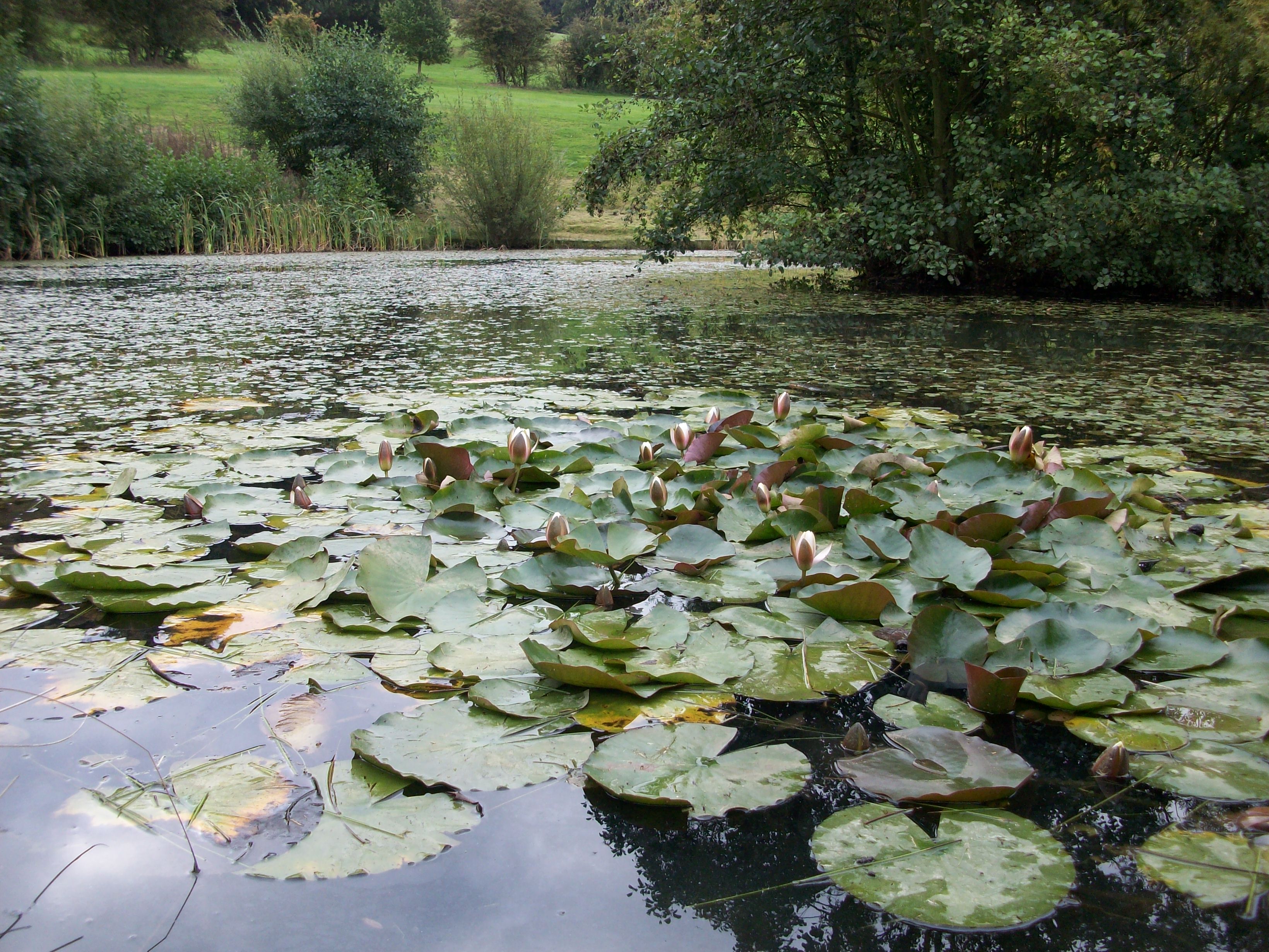 Farncombe lily pond