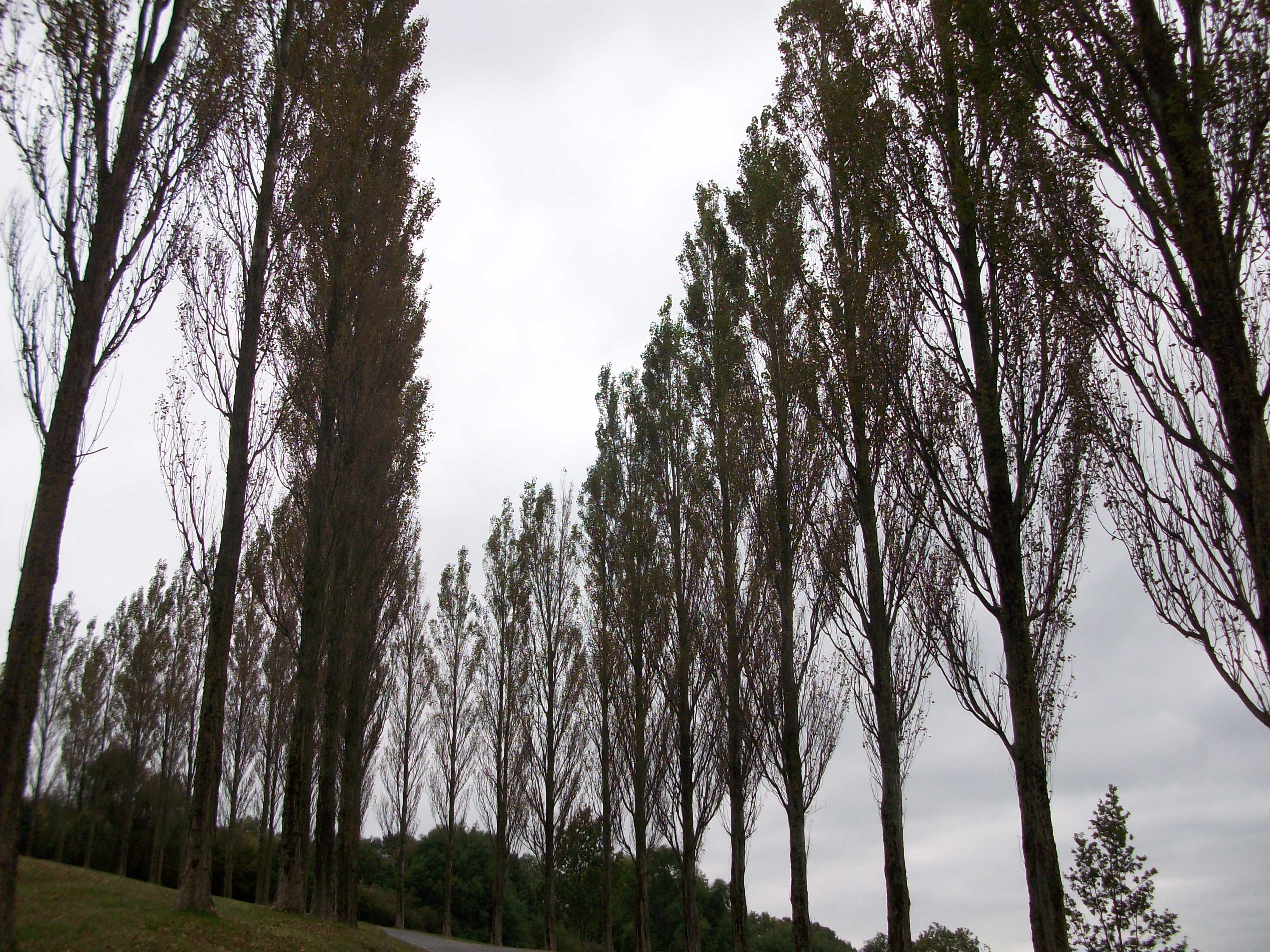Farncombe poplar trees