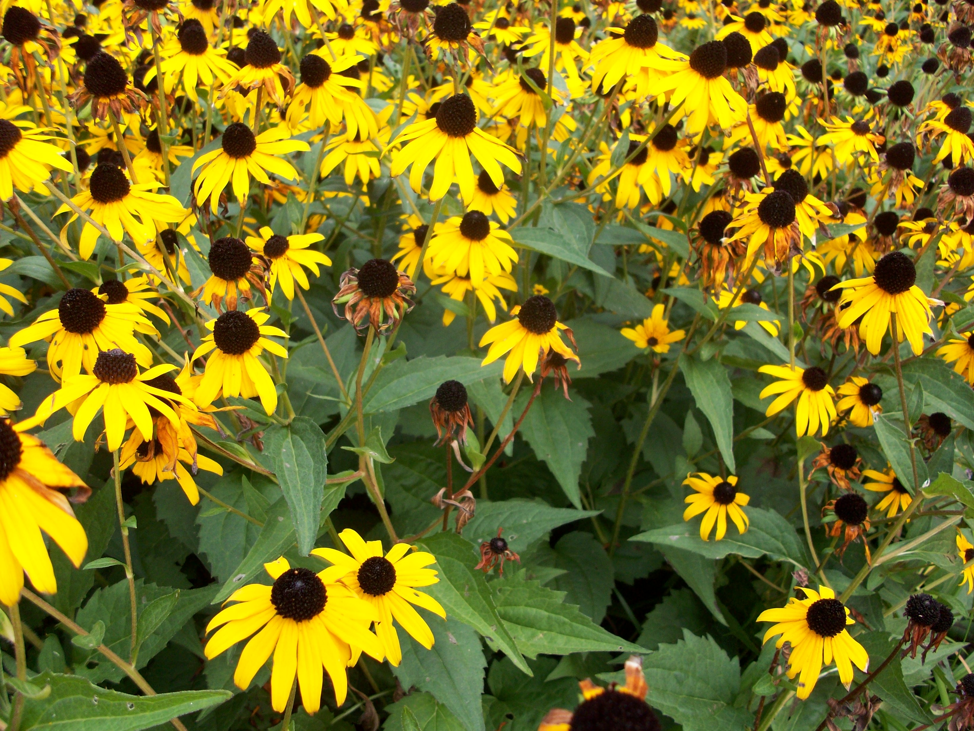 black eyed susan