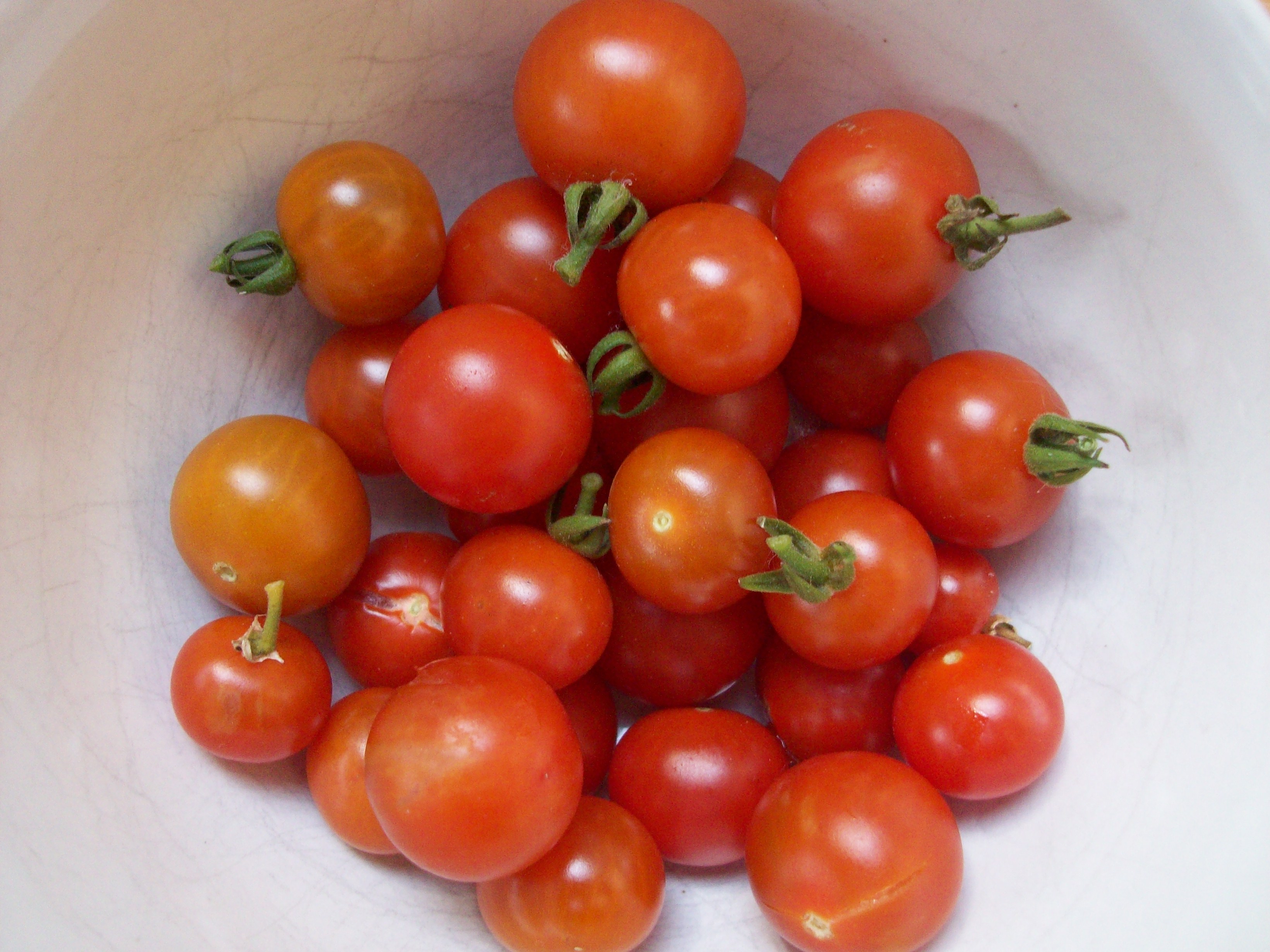 home grown salad tomatoes