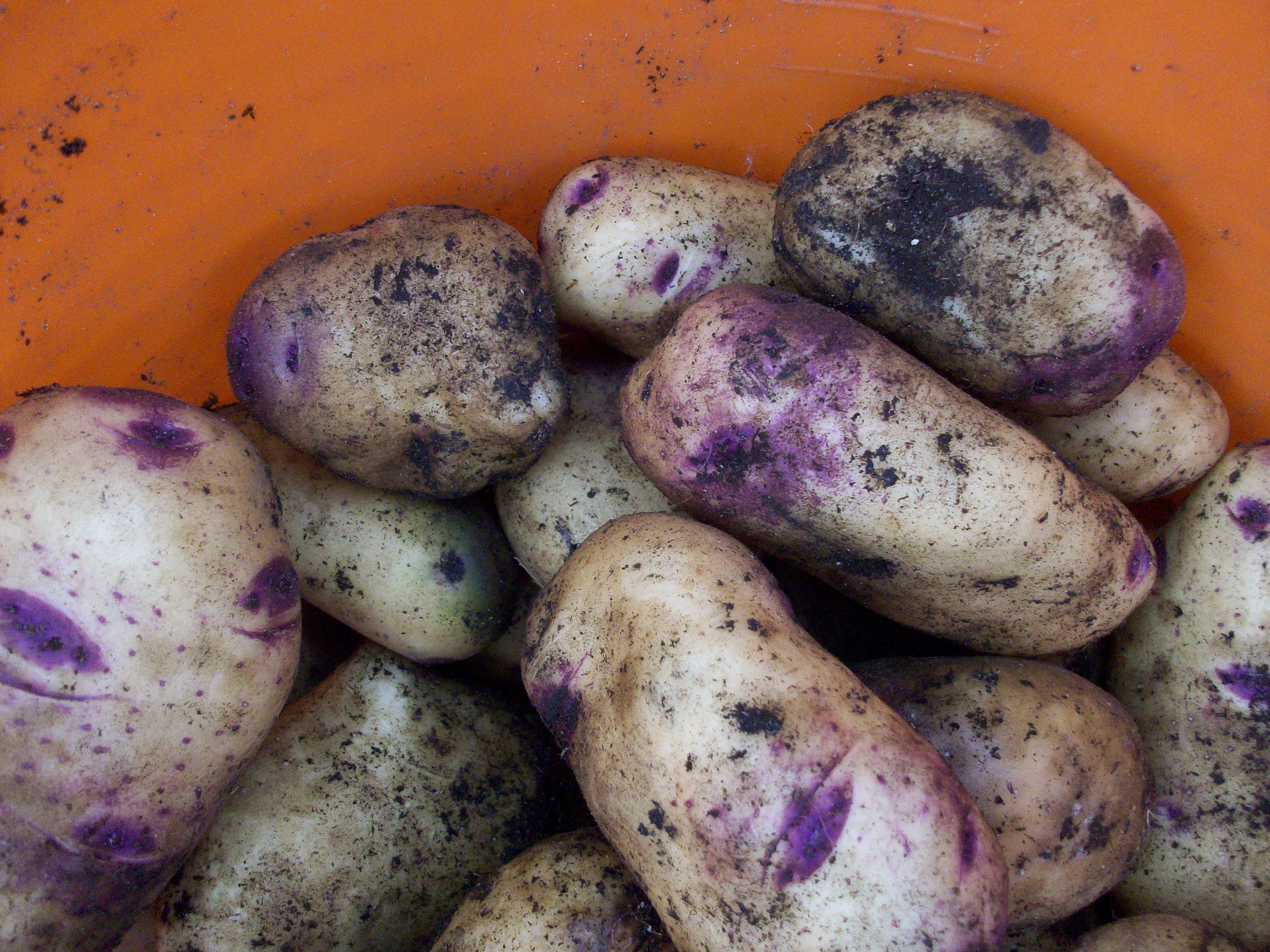 potatoes 2009