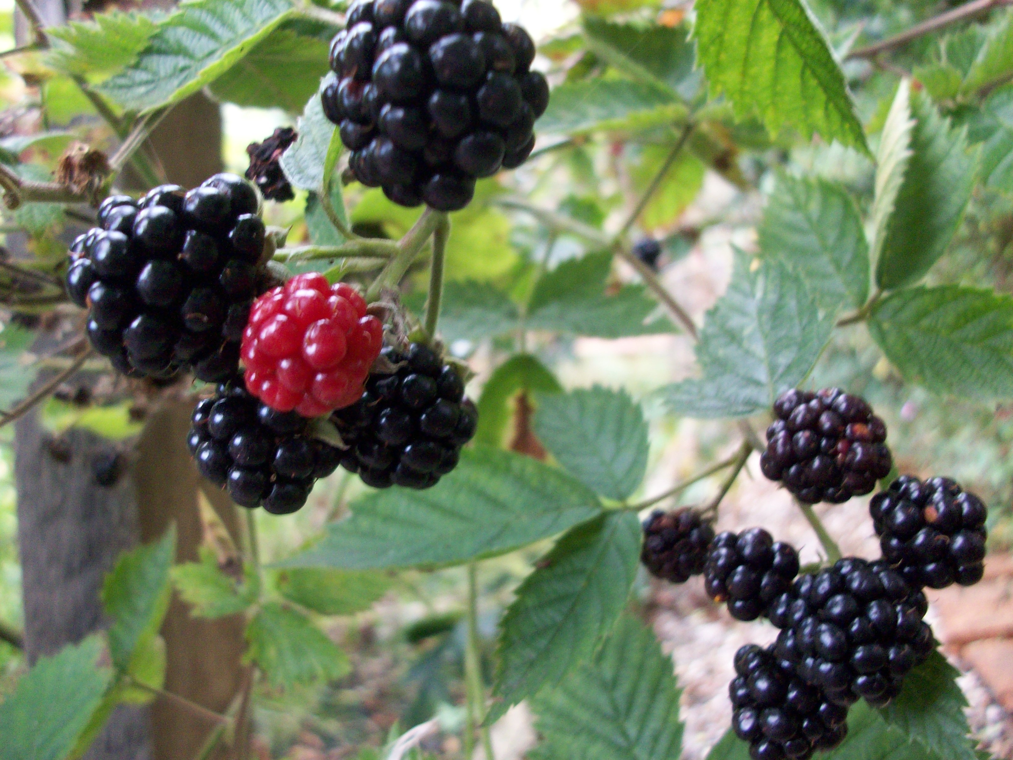 blackberries 2009