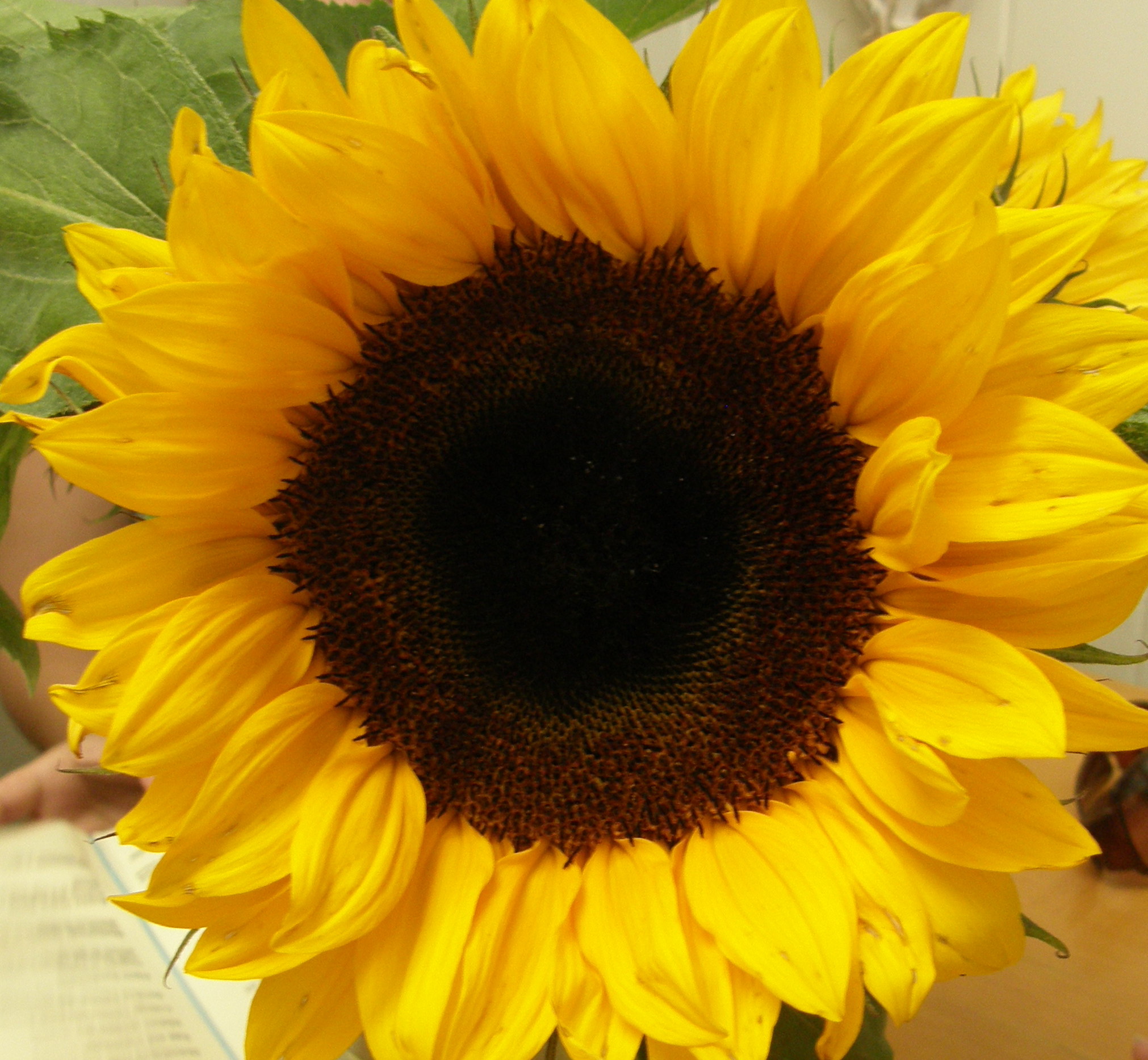 sunflower