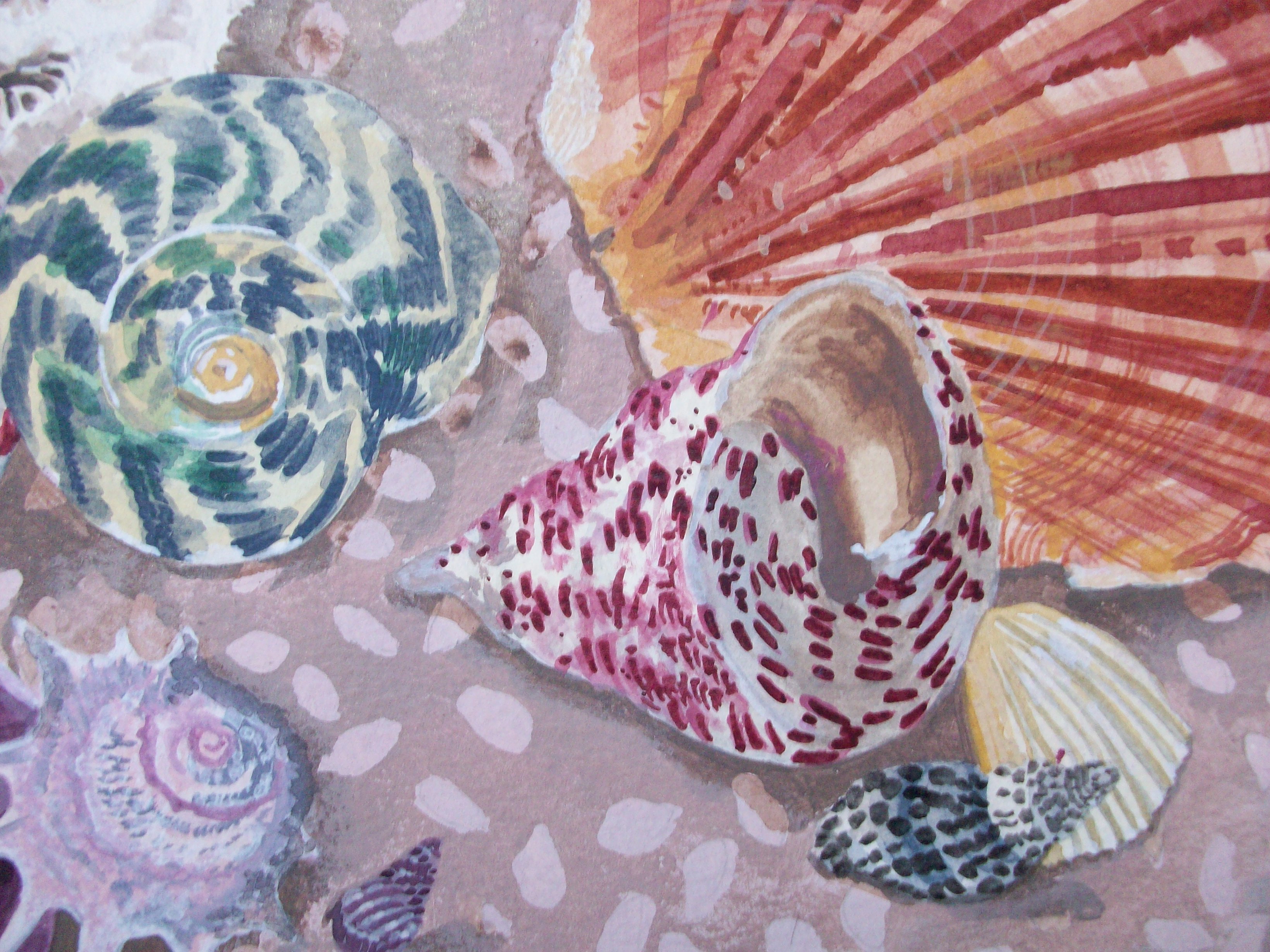 Shell still life - detail