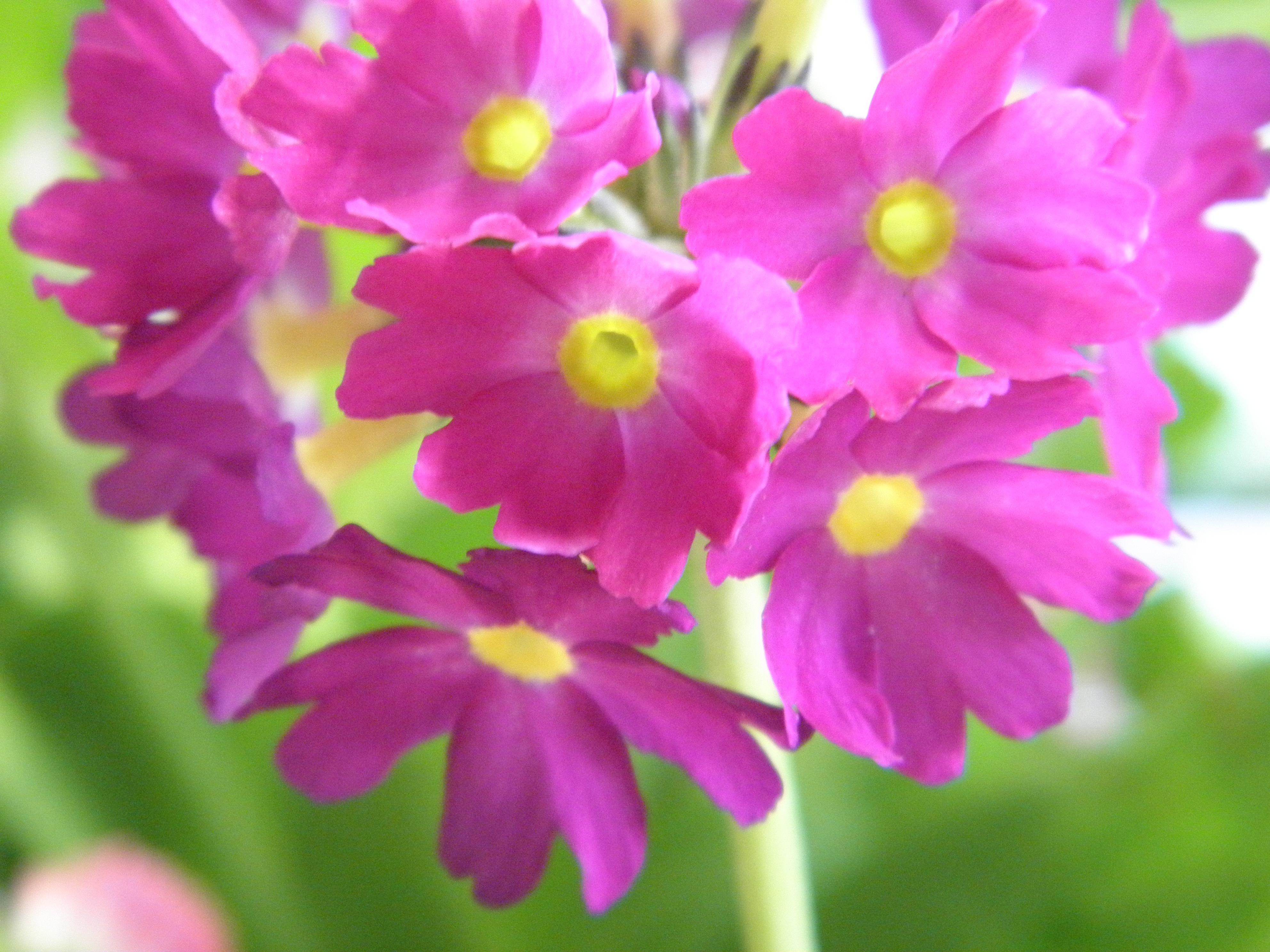 OLYMPUS DIGITAL CAMERA