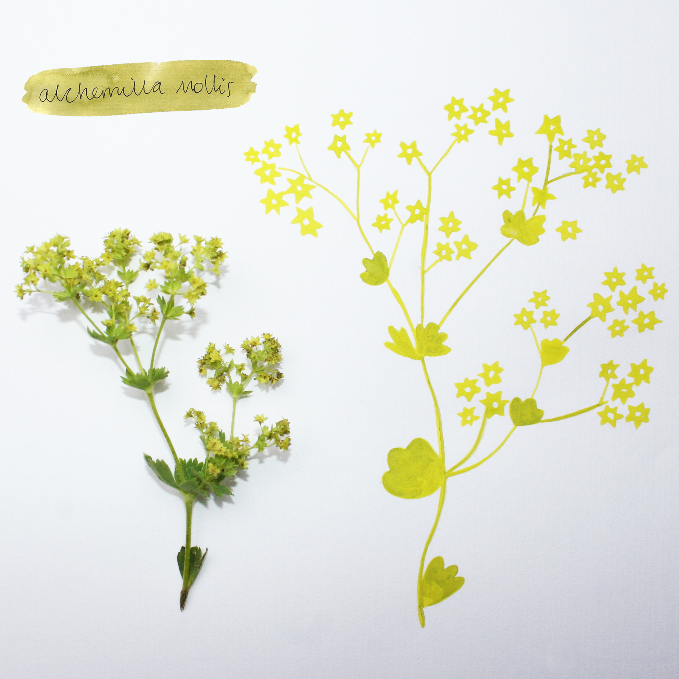 alchemilla mollis
