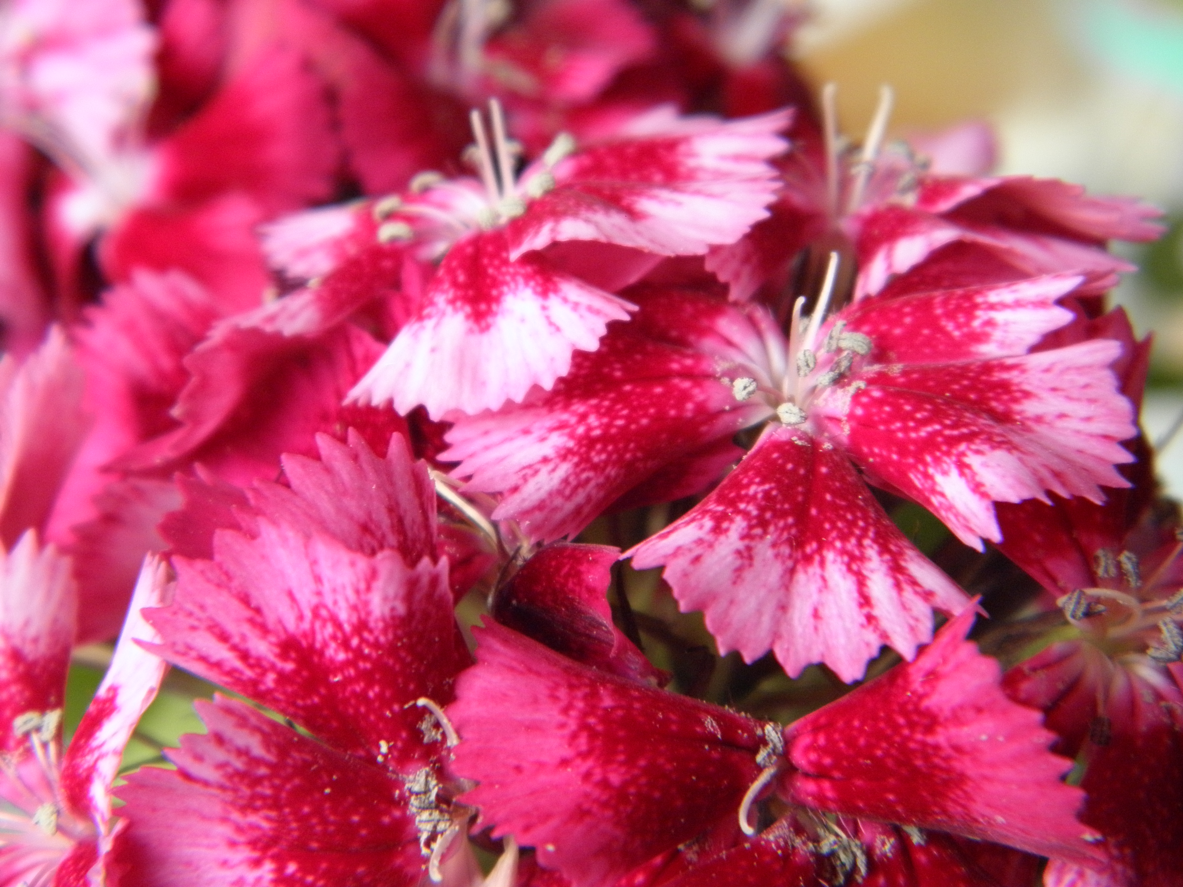 OLYMPUS DIGITAL CAMERA