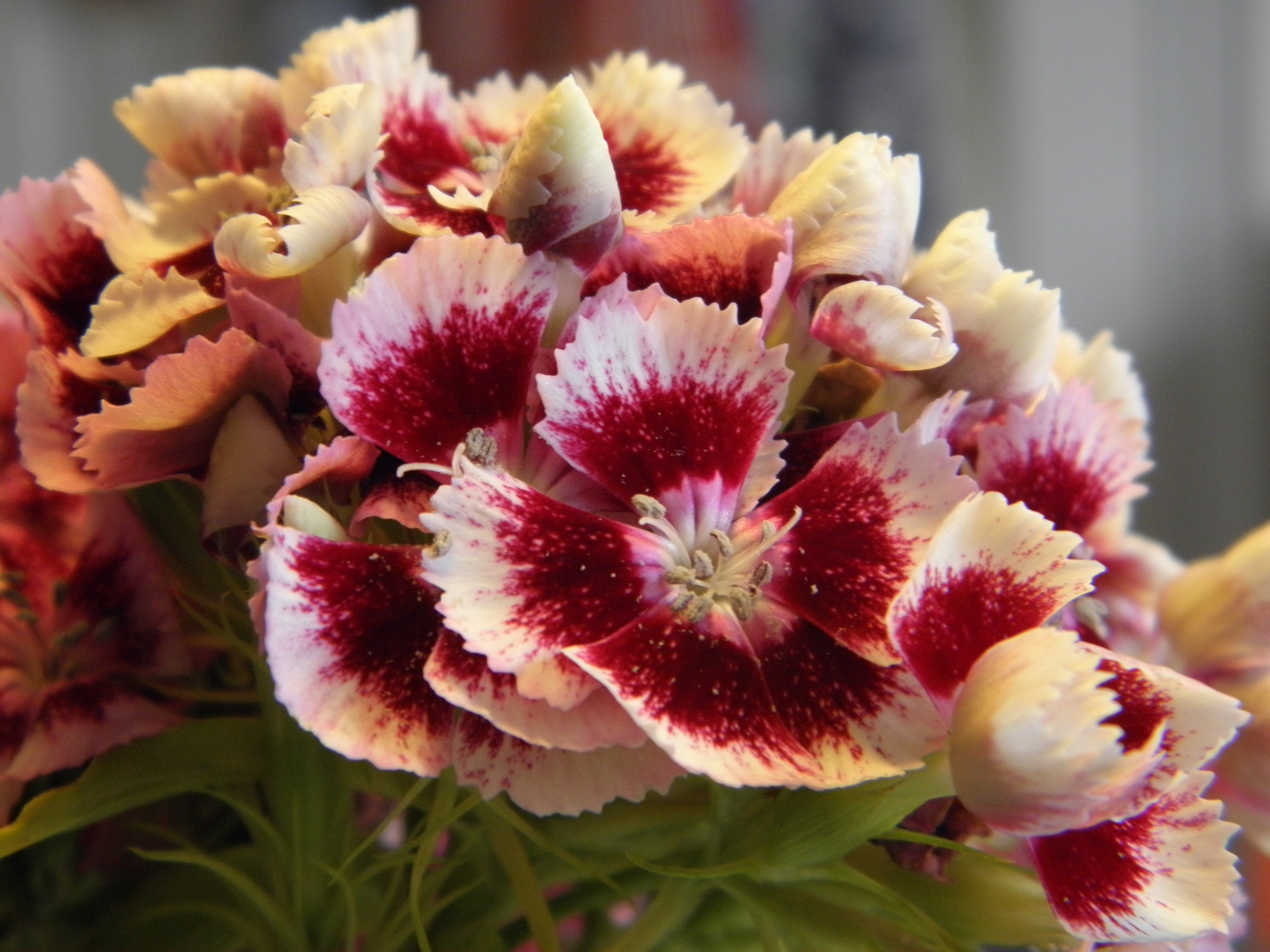 OLYMPUS DIGITAL CAMERA