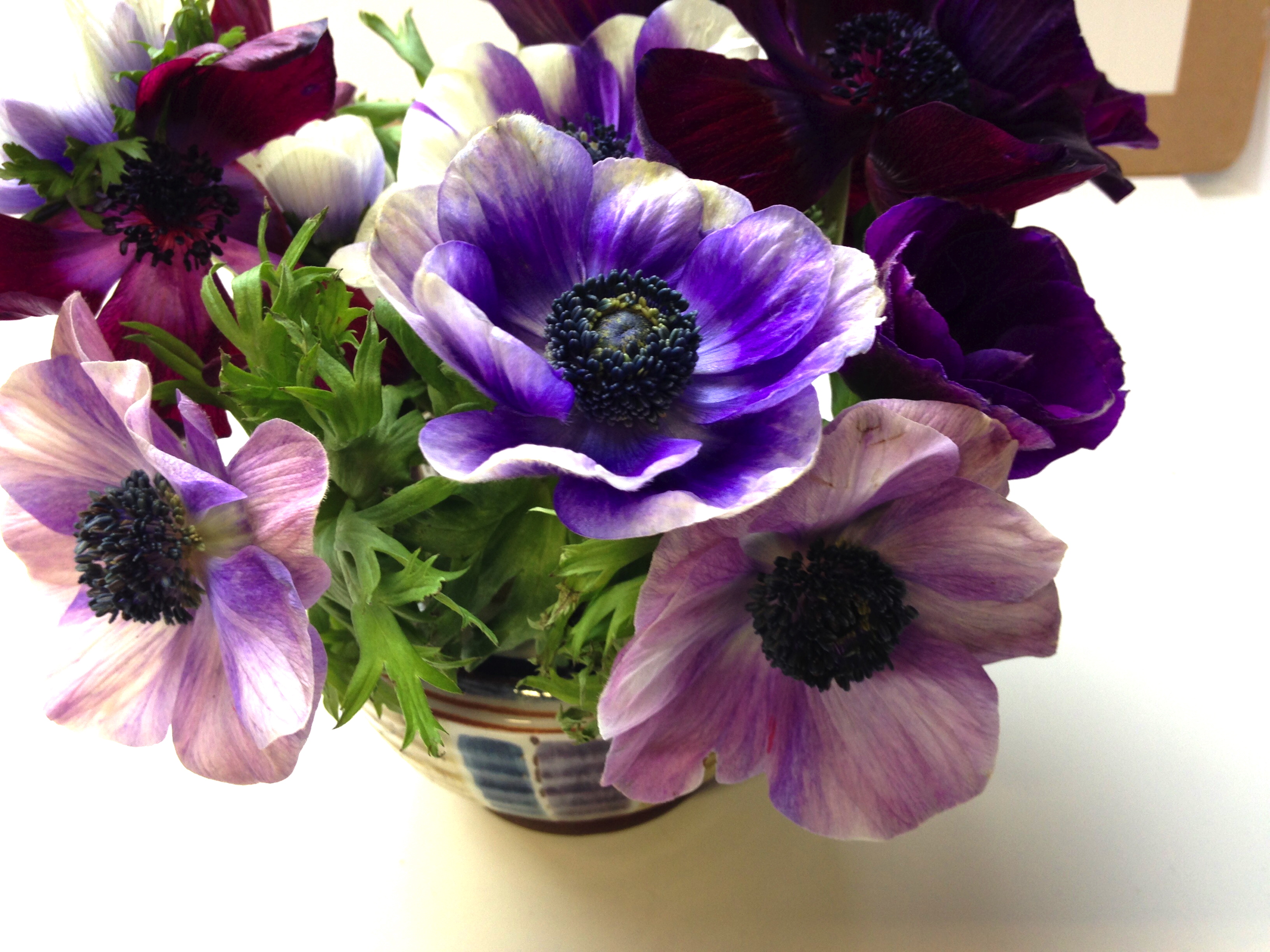 anemones