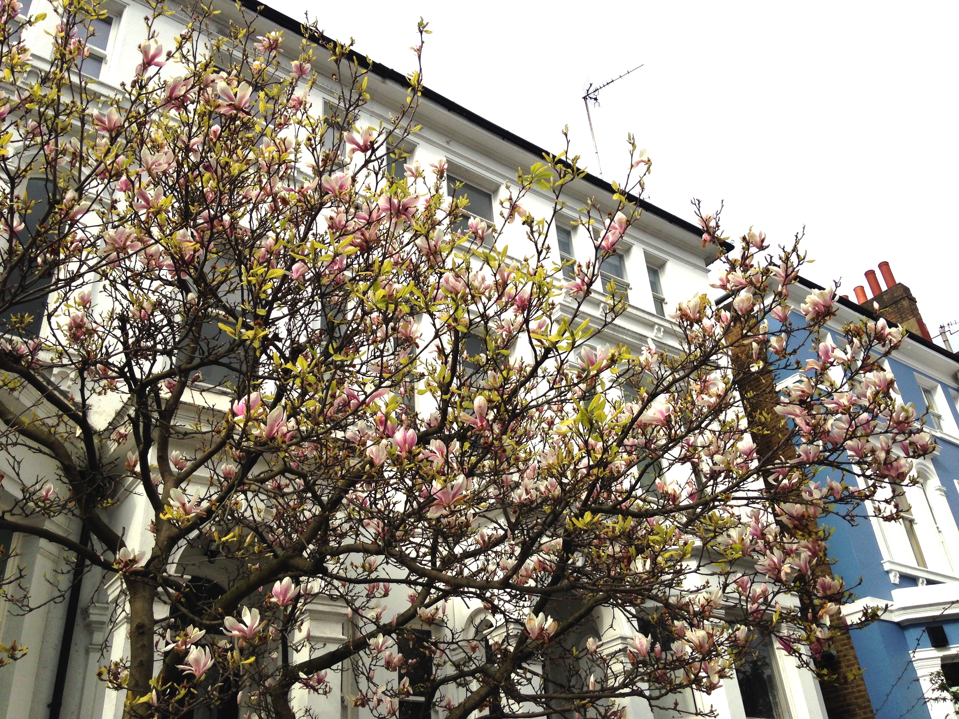 Claire_L_Notting Hill2