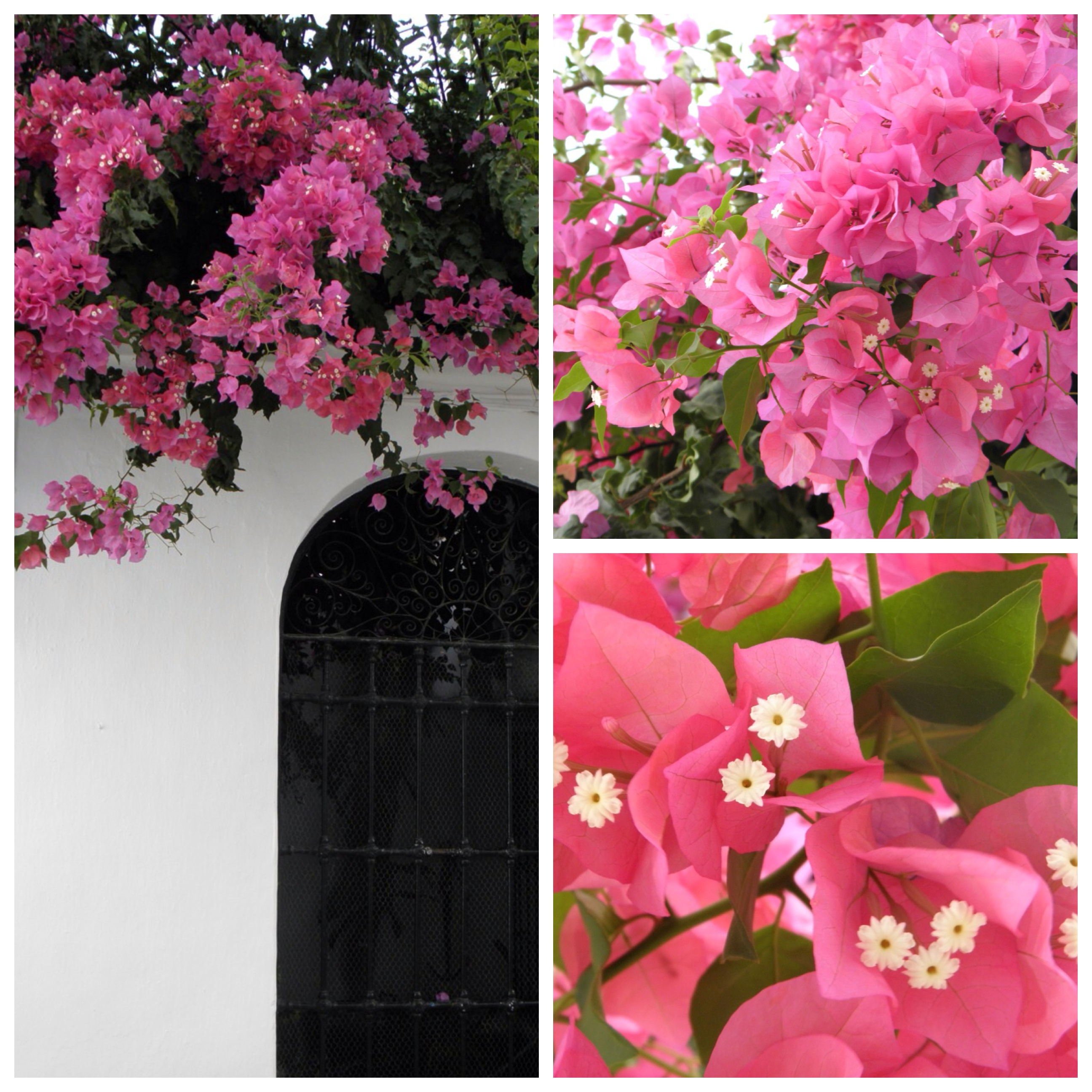 Processed with MOLDIV