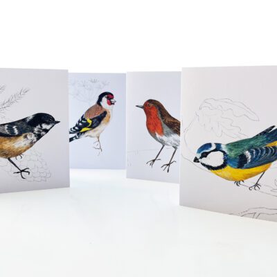 Four birds greeting cards from paintings by Claire Leggett